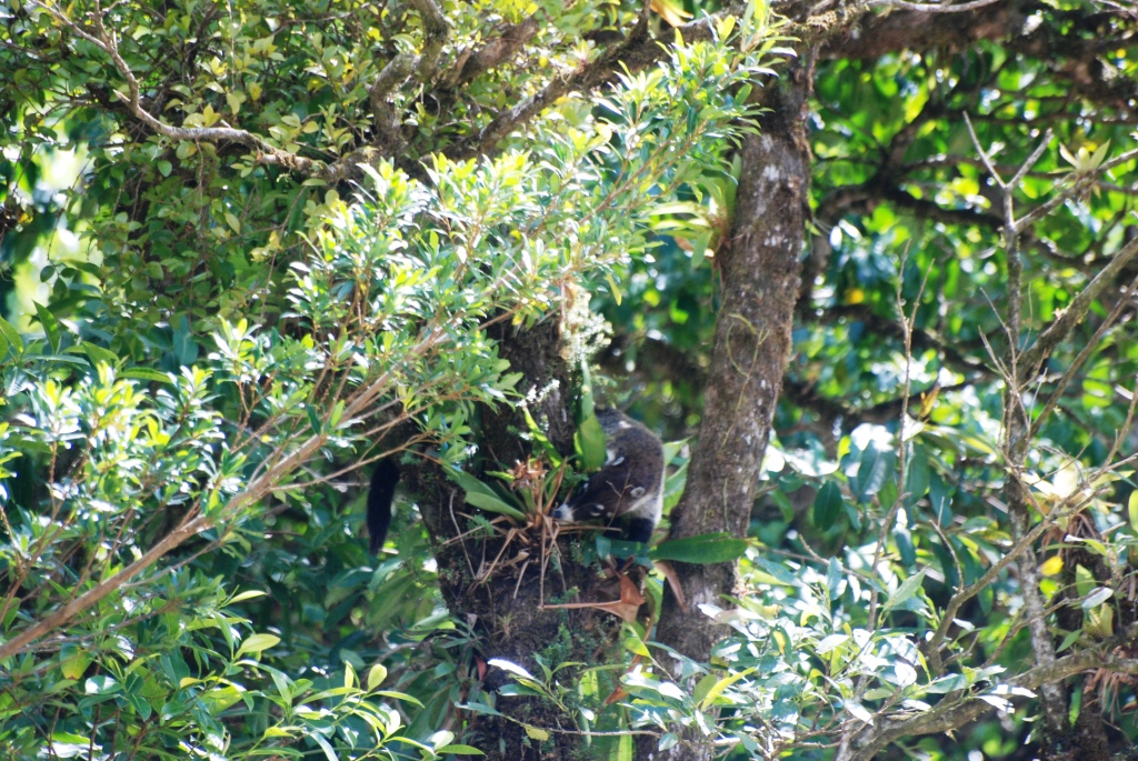 White-nosed Coati at Monteverde Reserve, 20/04/14