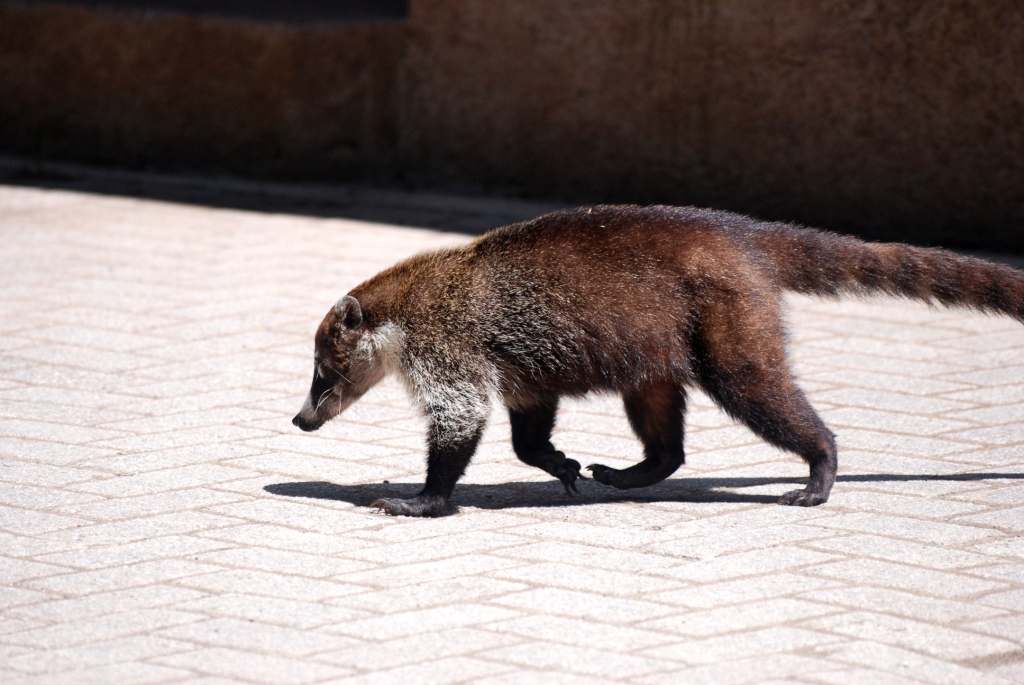 White-nosed Coati at Monteverde Reserve, 20/04/14