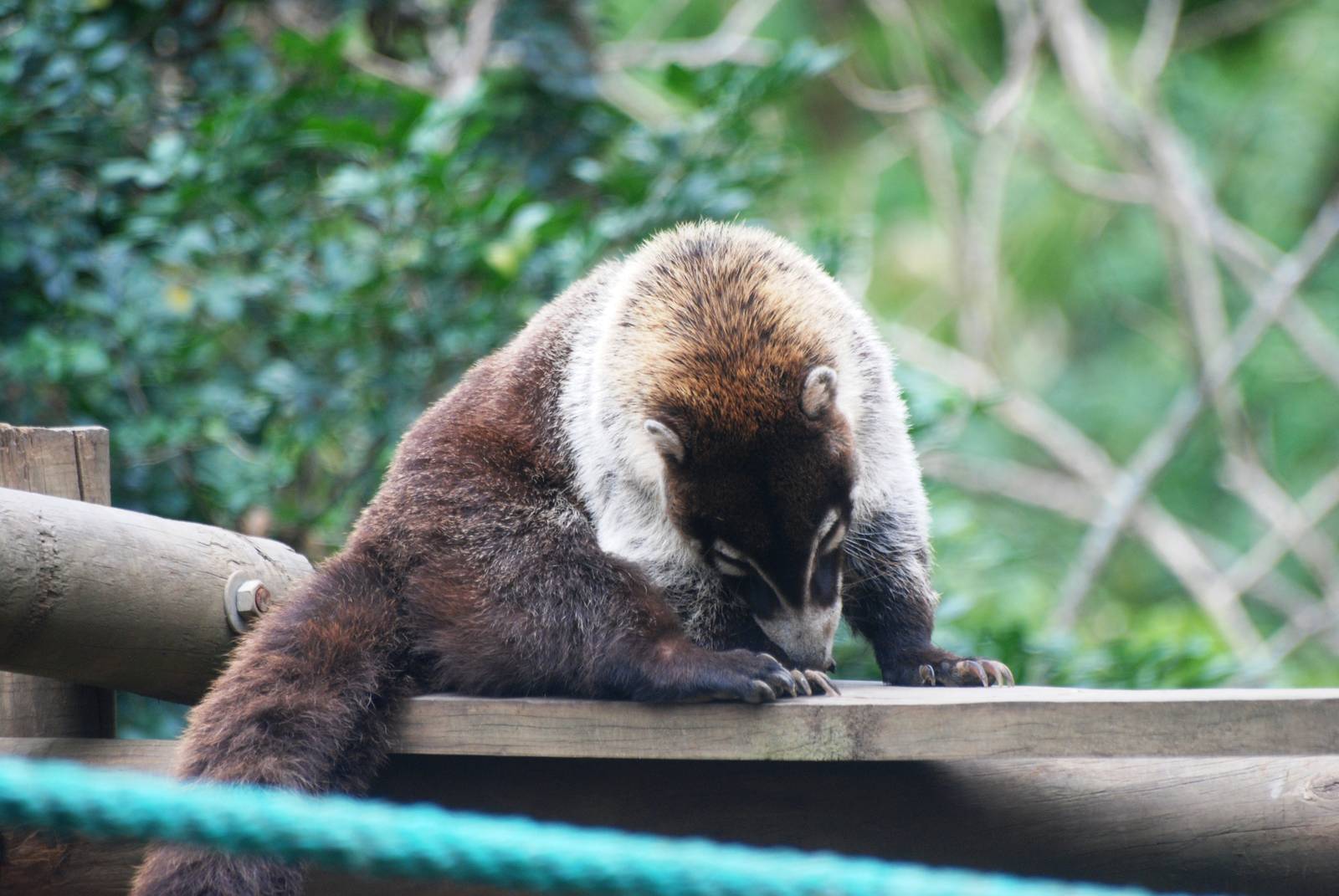 White-nosed Coati at Zoo Simon Bolivar, 12/04/14