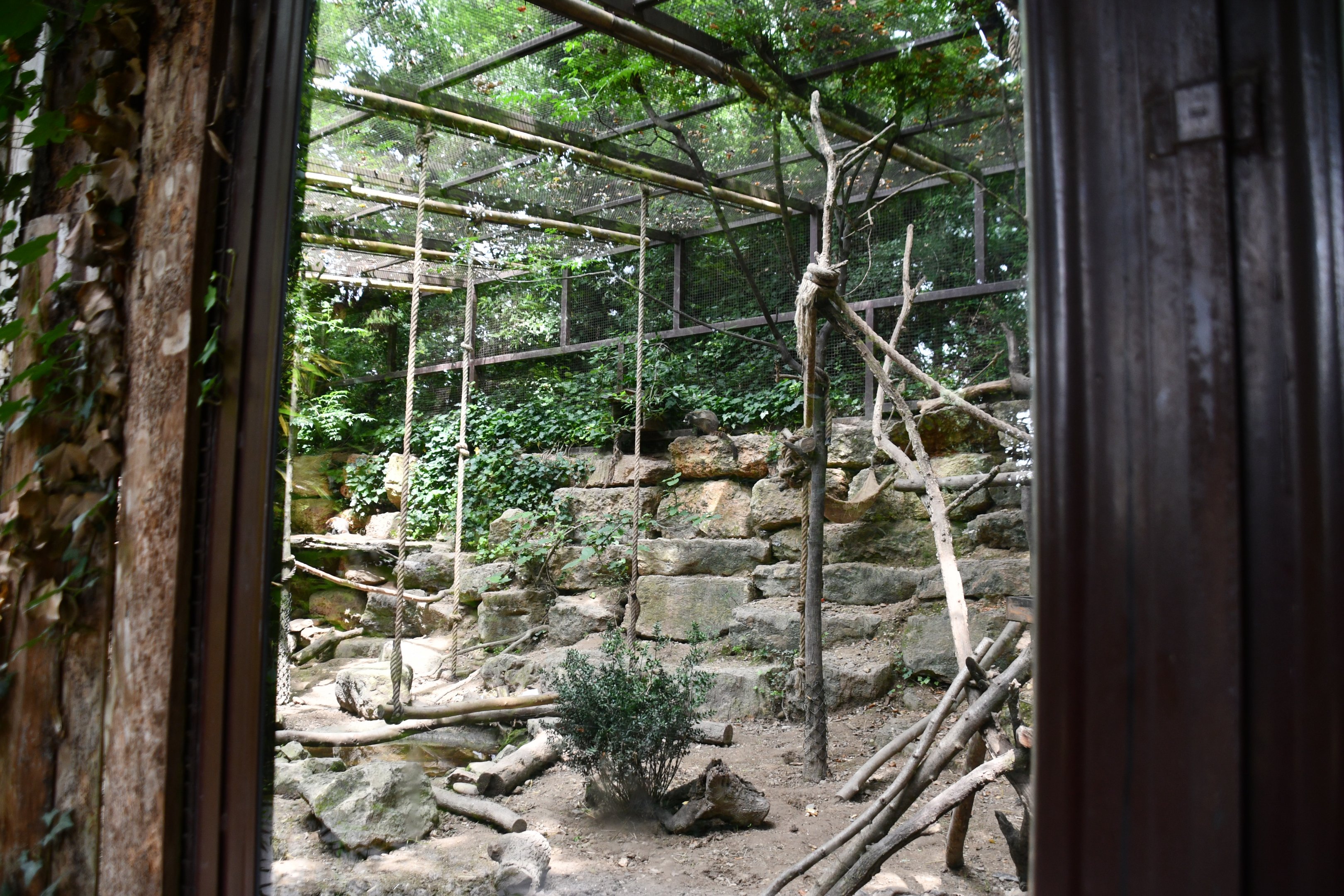 White-nosed Coati/Azara's Agouti exhibit