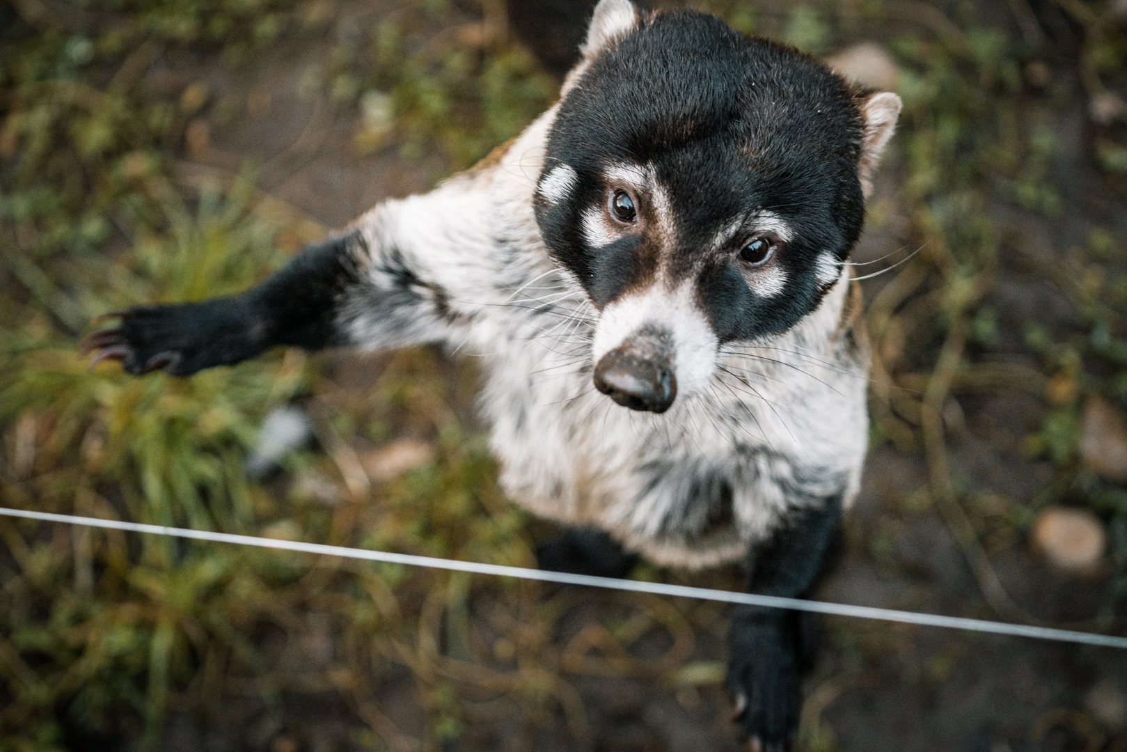 White-nosed Coati begging for food