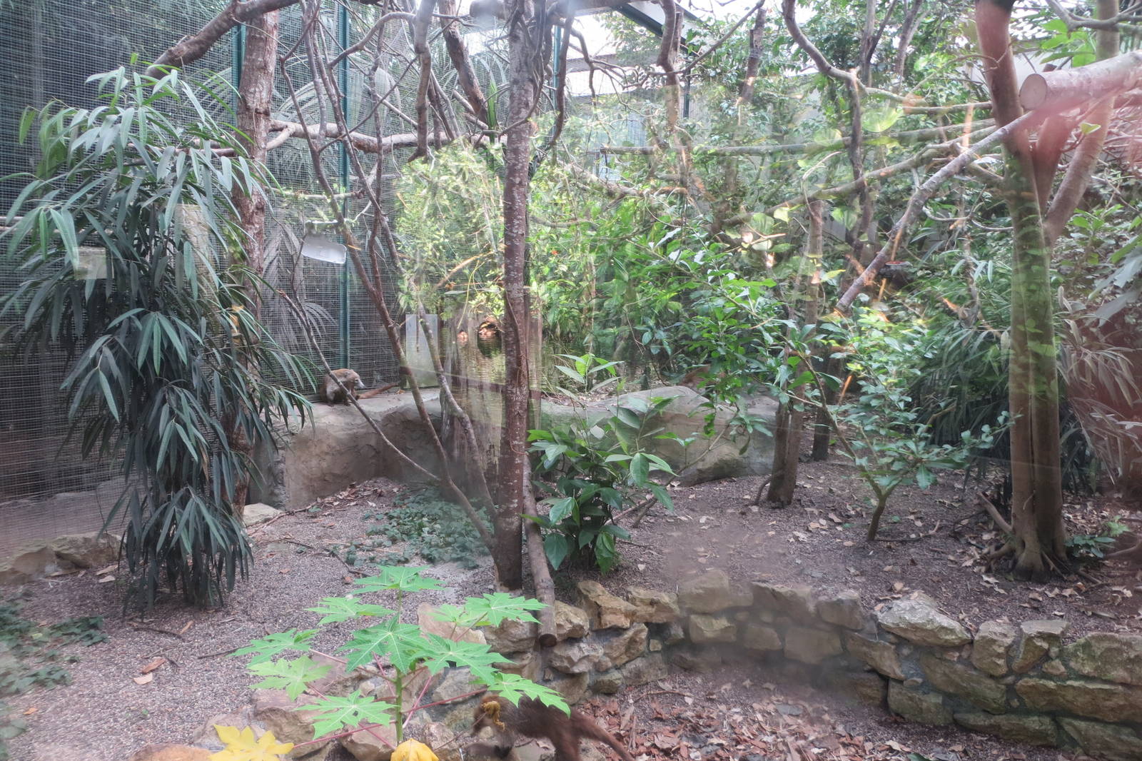 White-nosed Coati enclosure 130816