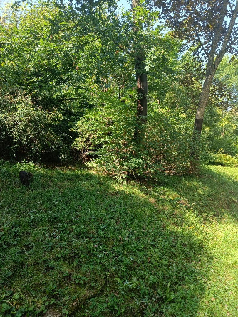 White-nosed Coati enclosure - Across the Continents