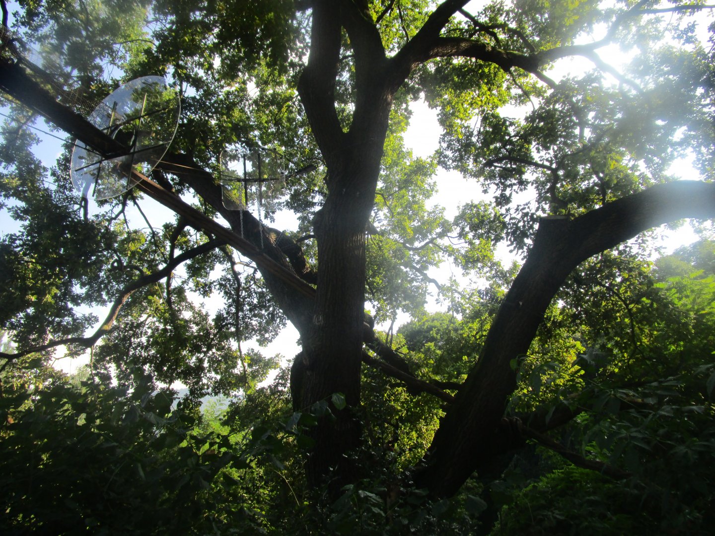 White-nosed Coati Enclosure Detail