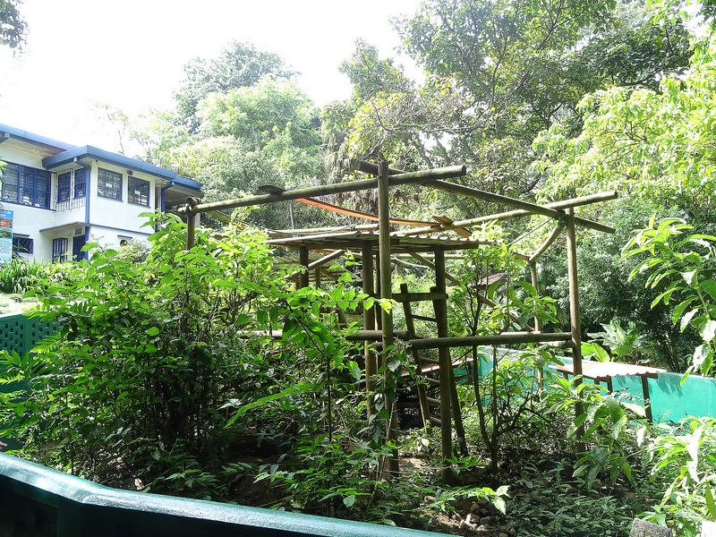 White-nosed coati enclosure