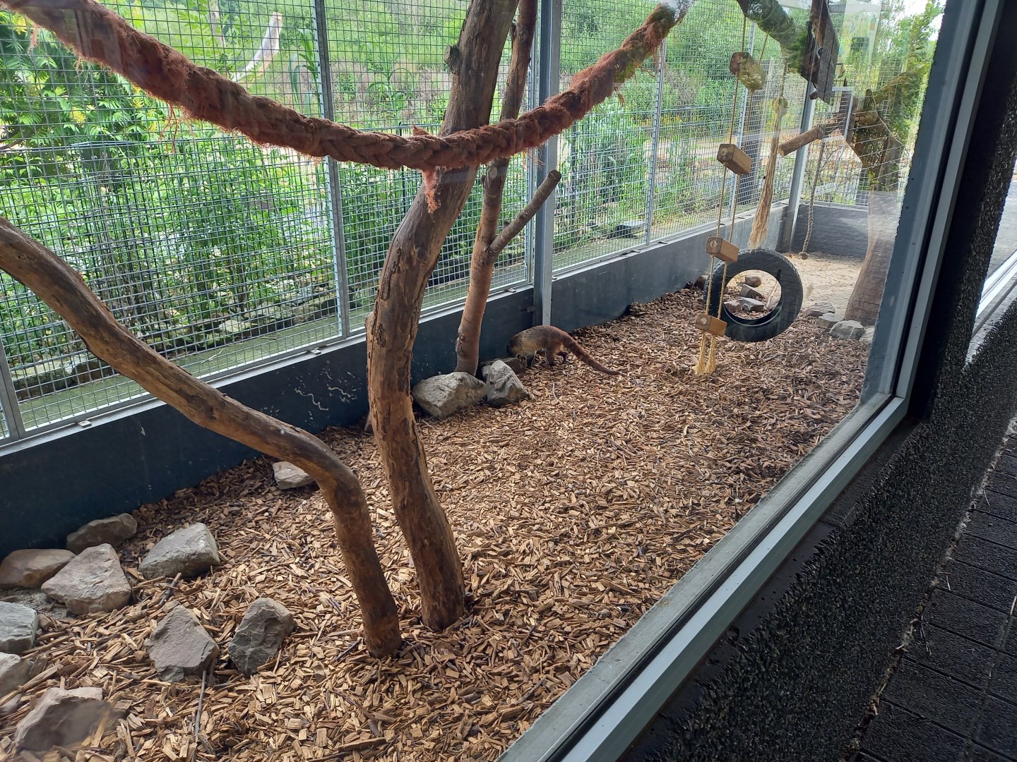 White-nosed coati enclosure