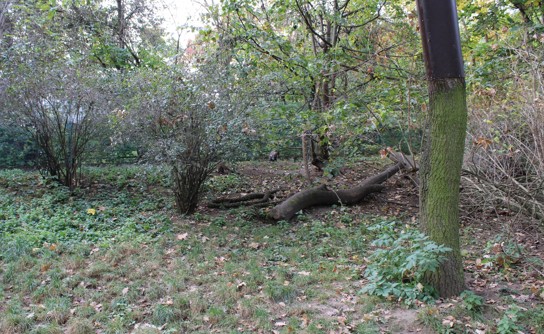 White-nosed coati enclosure