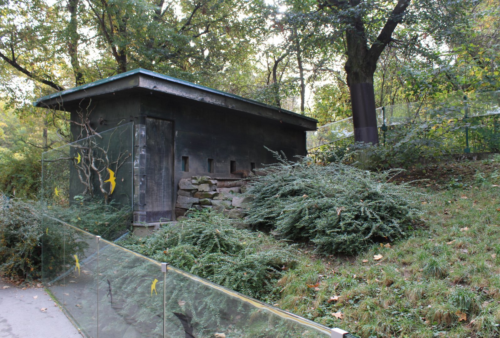White-nosed coati enclosure