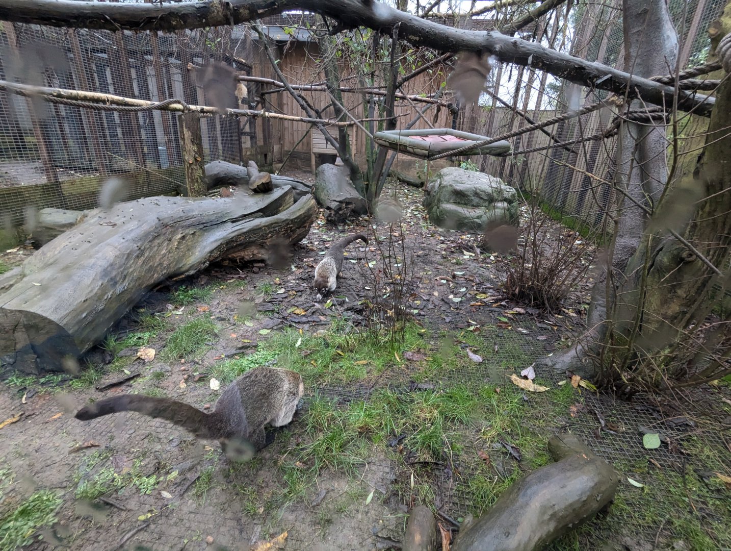White-nosed Coati Enclosure
