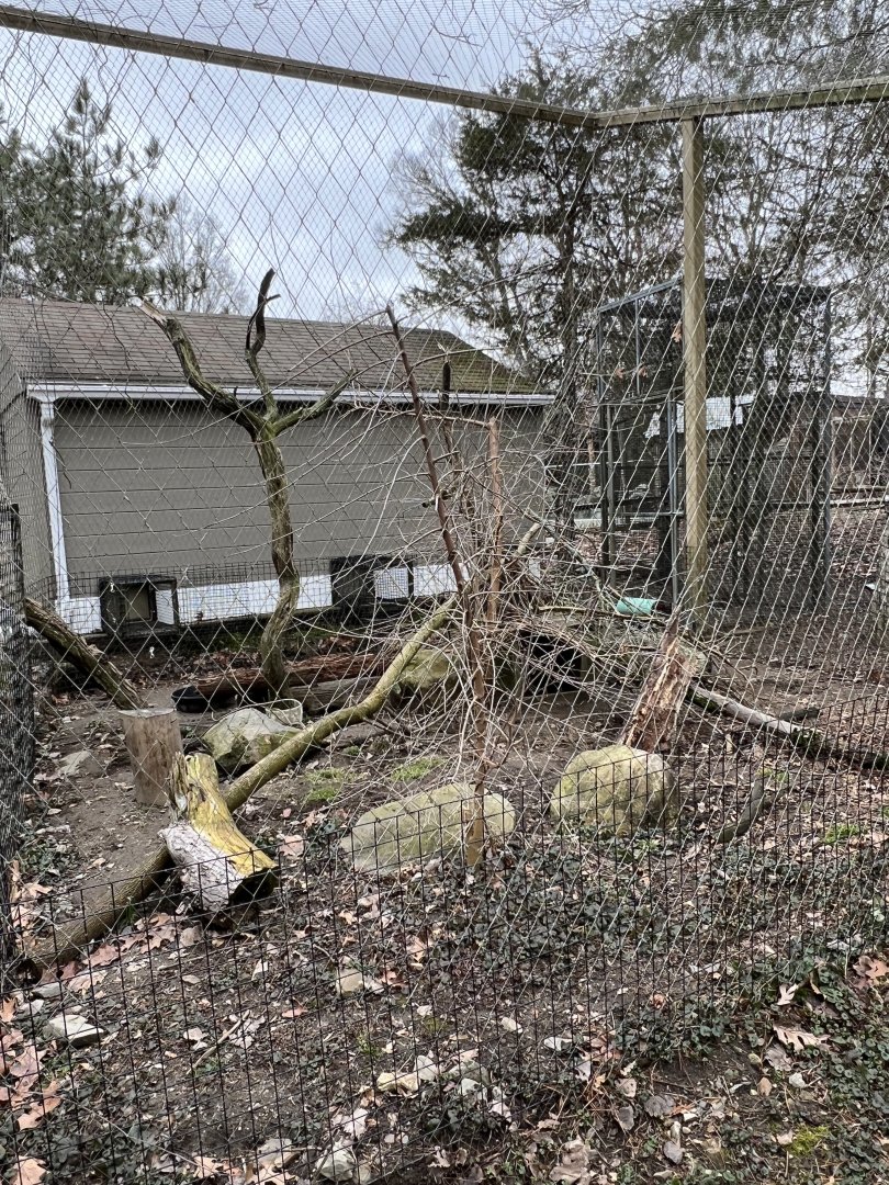 White-Nosed Coati Exhibit 1