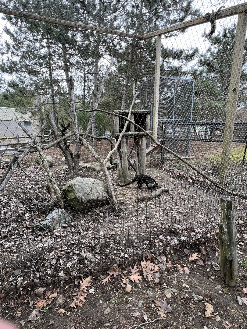 White-Nosed Coati Exhibit 2