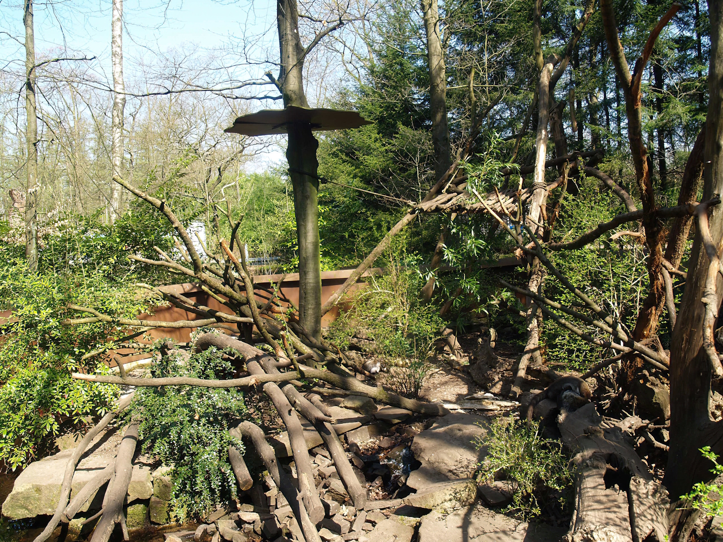 White-nosed coati exhibit, 2010-04-18