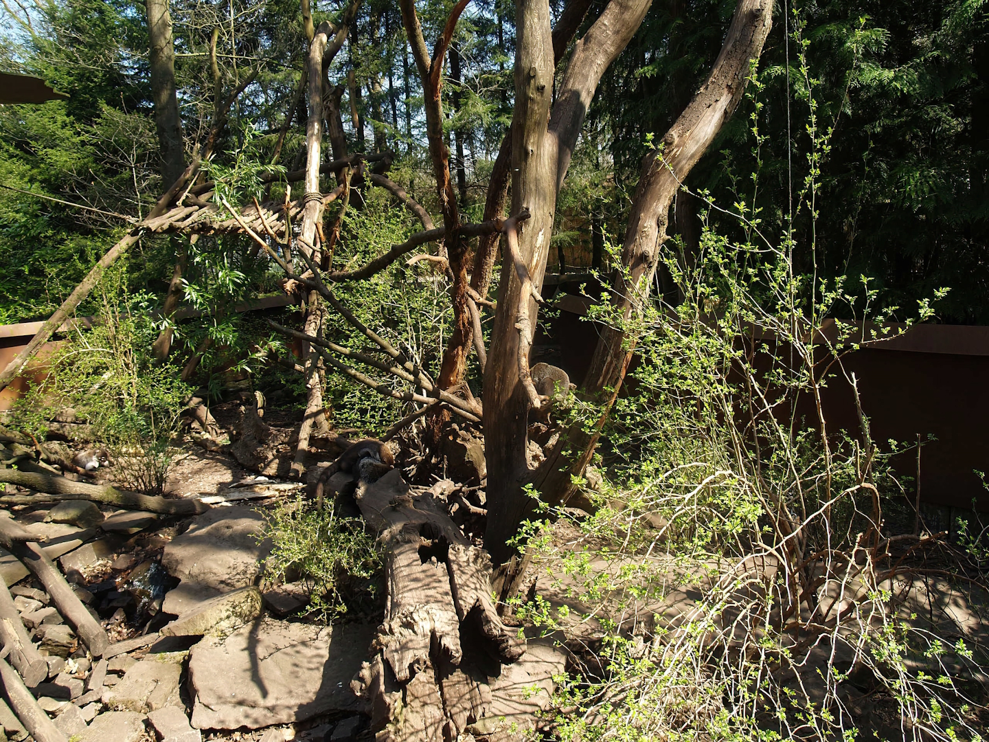 White-nosed coati exhibit, 2010-04-18