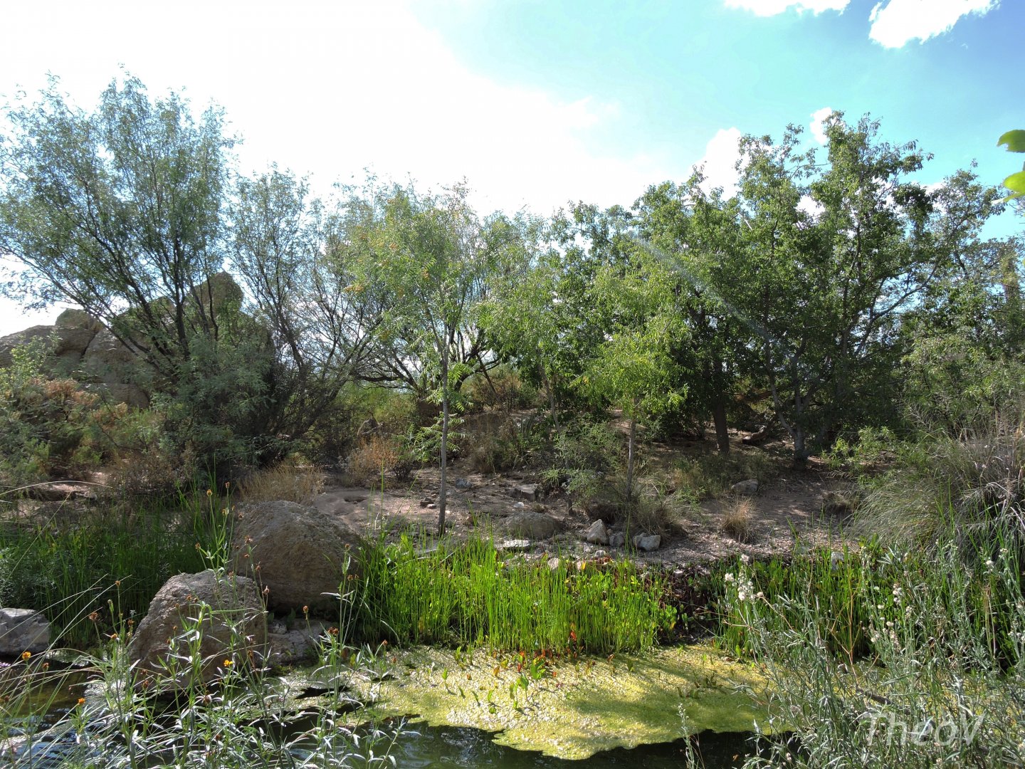 White-nosed coati exhibit [2015]