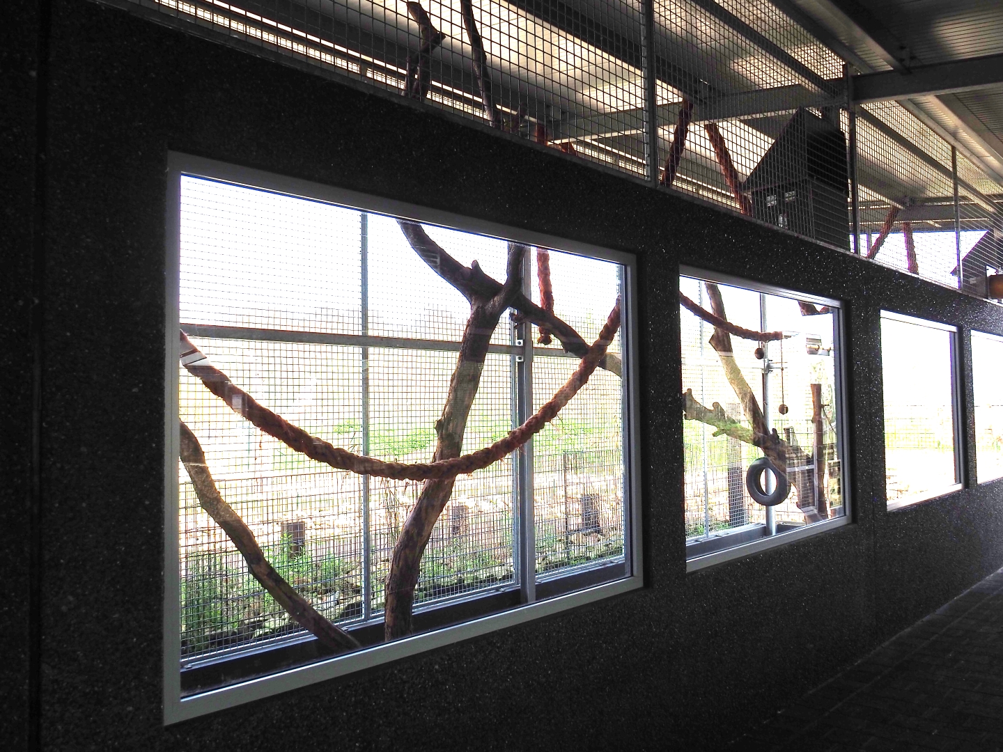 White-nosed coati exhibit, 2019-04-06