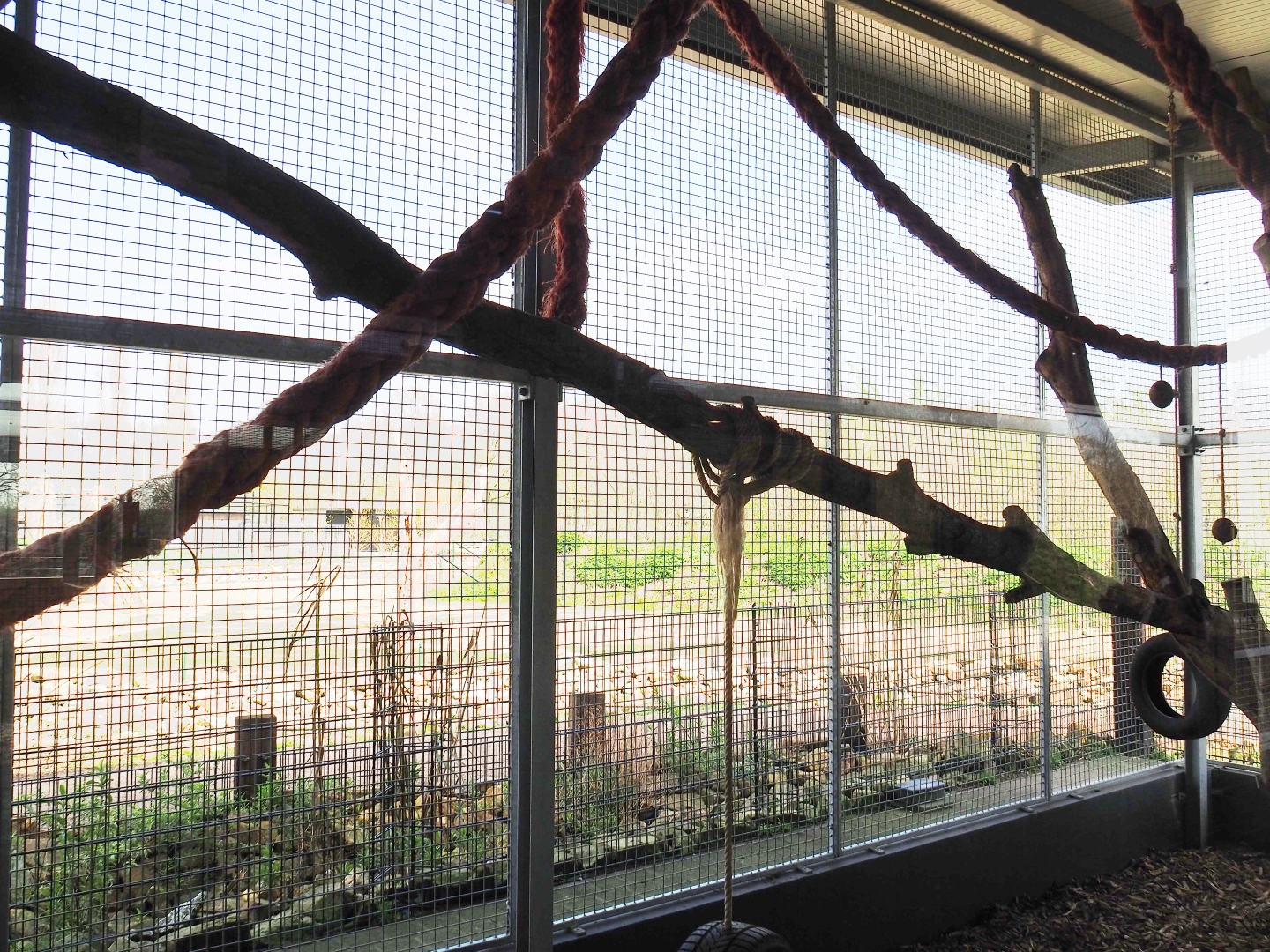 White-nosed coati exhibit, 2019-04-06