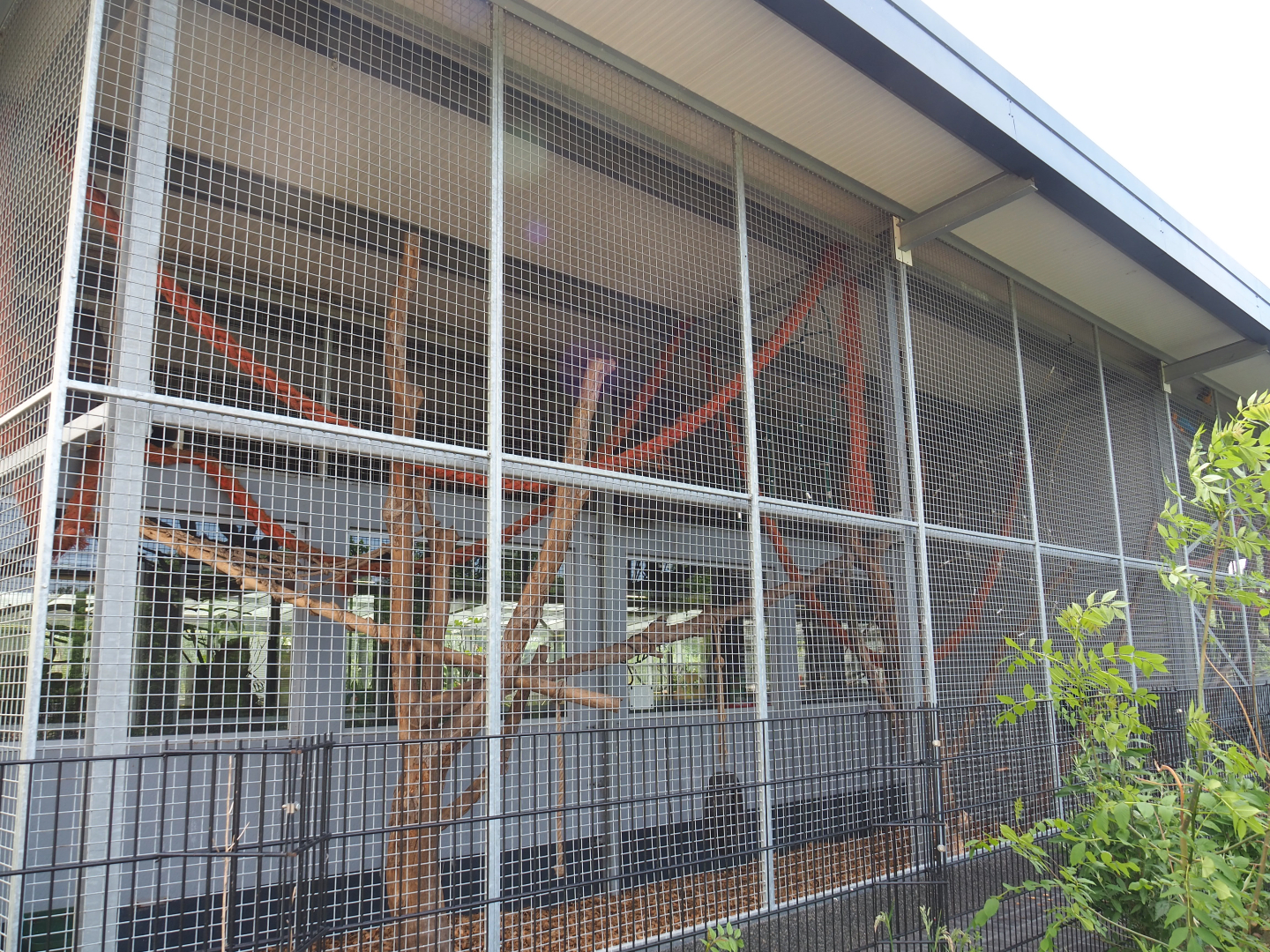 White-nosed coati exhibit, 2022-05-17