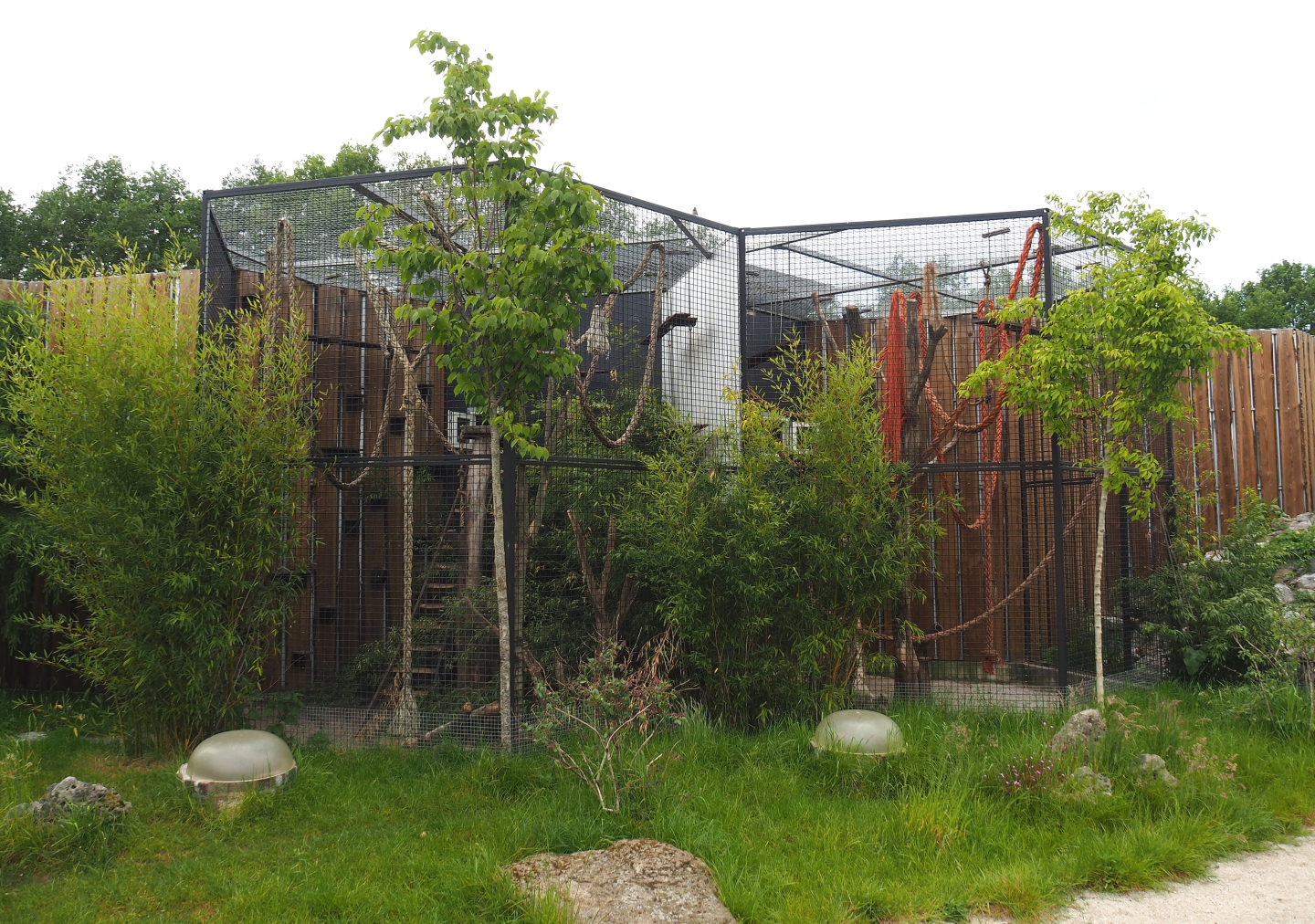 White-nosed coati exhibit, 2022-05-17