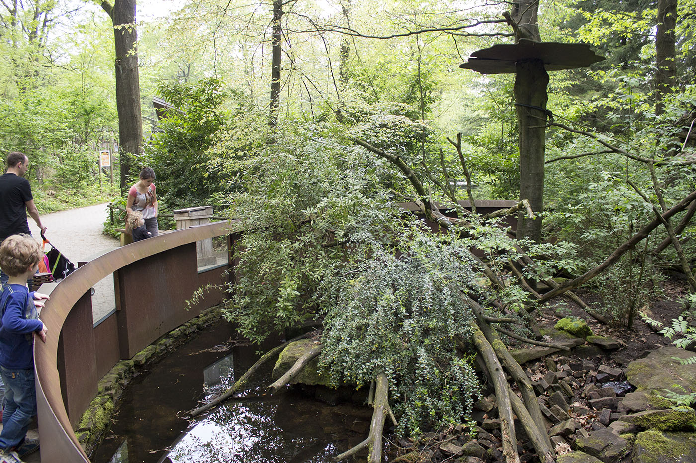 White-nosed coati exhibit, 4/29/14