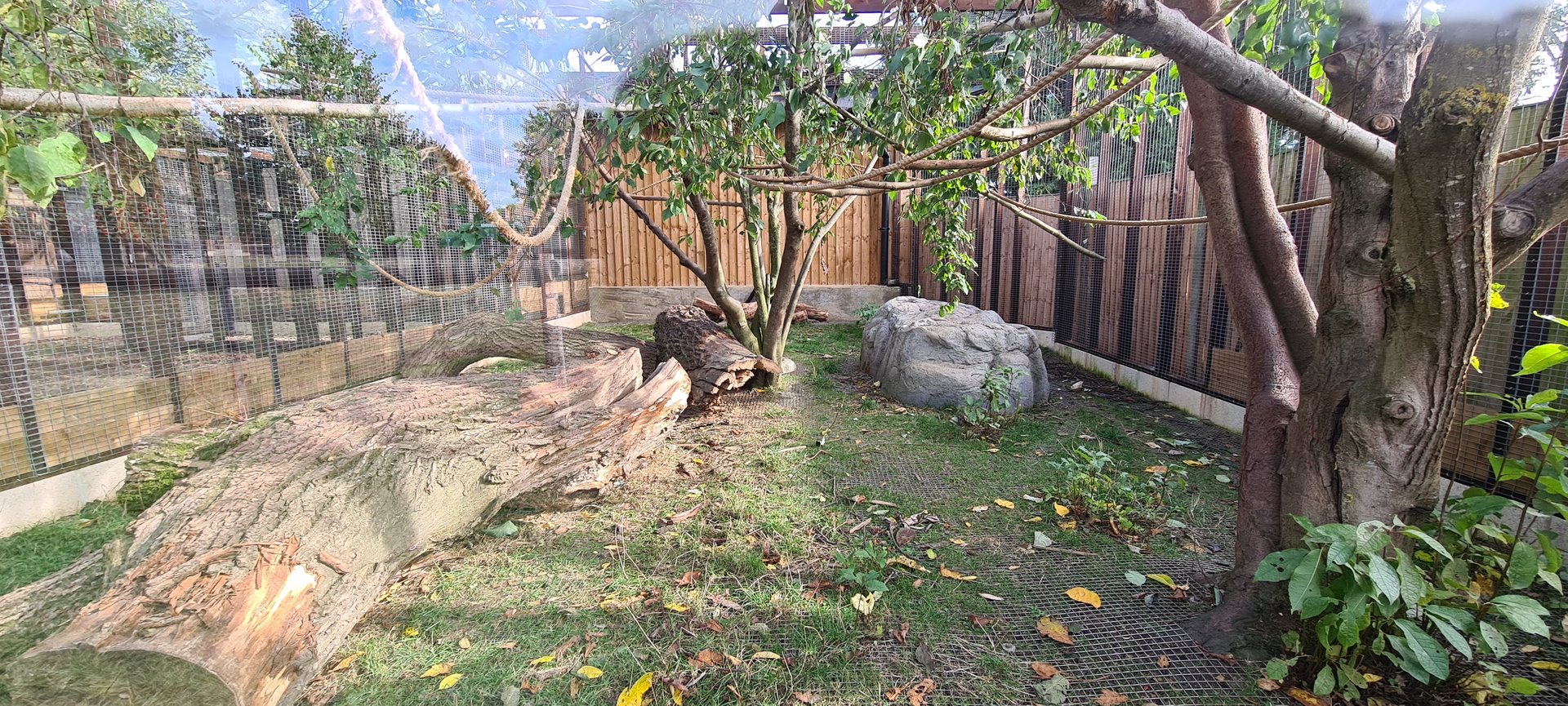 White nosed coati exhibit, Hamerton
