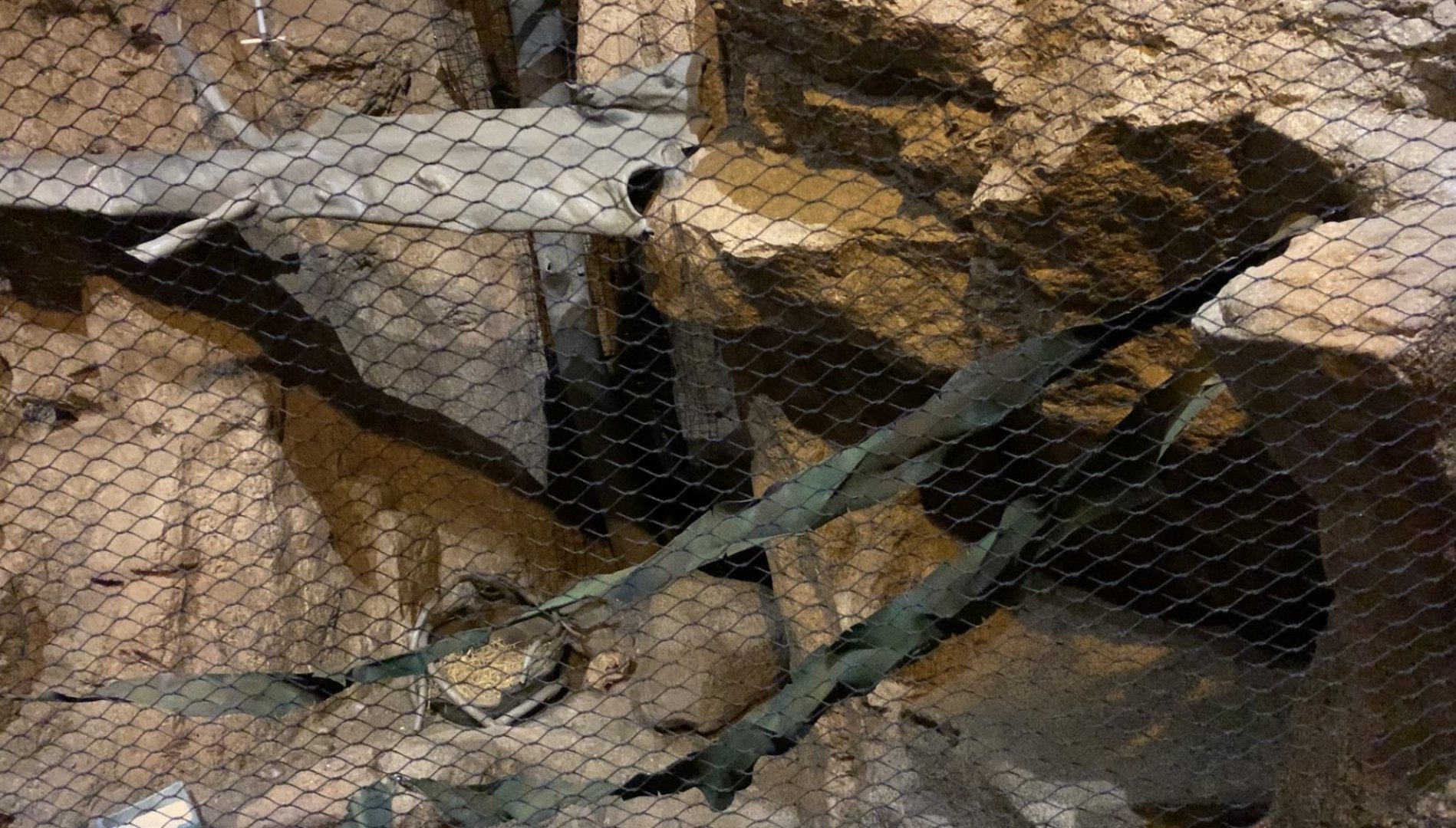 White-nosed coati exhibit in Desert's Edge