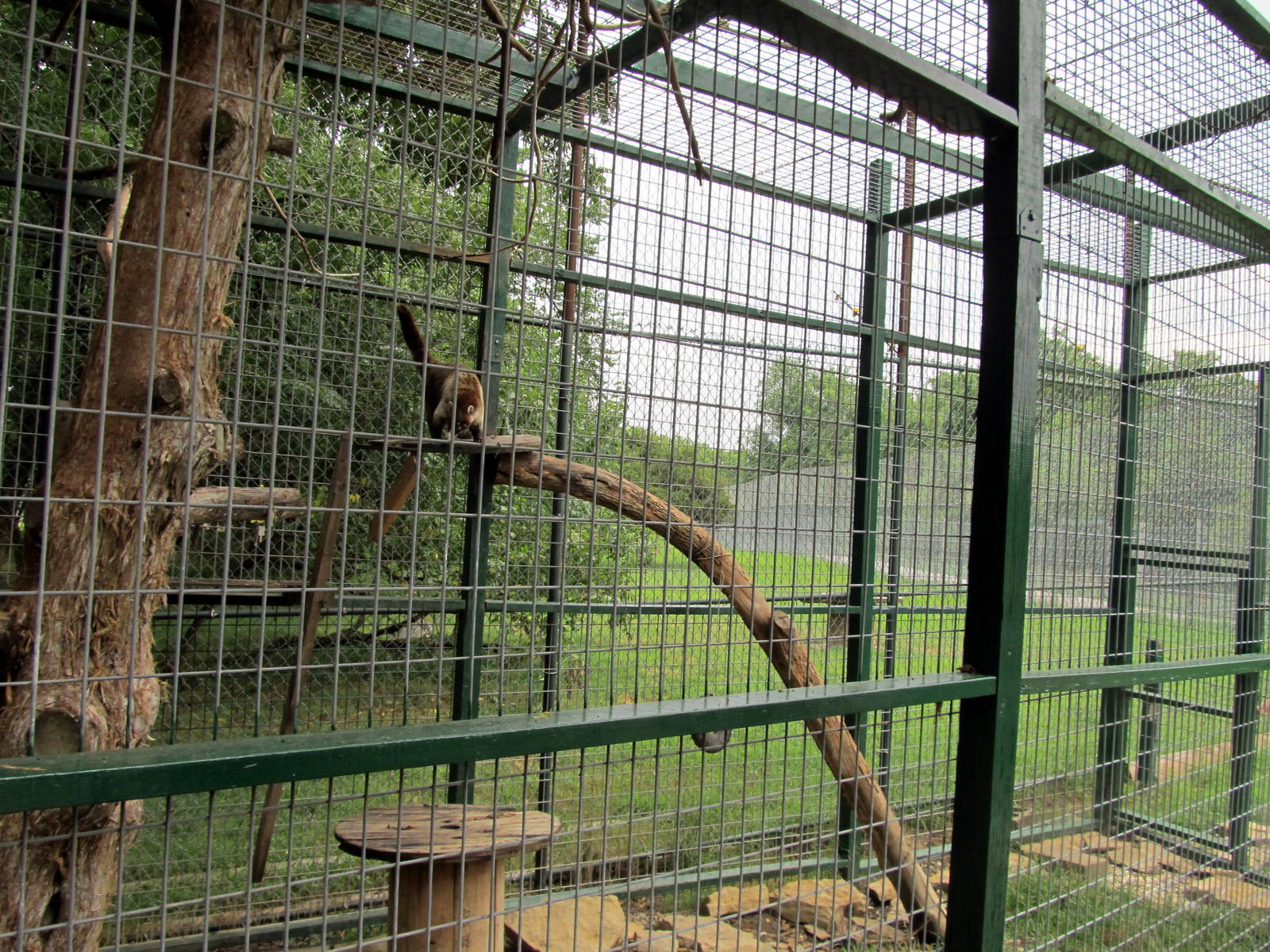 White-nosed Coati Exhibit