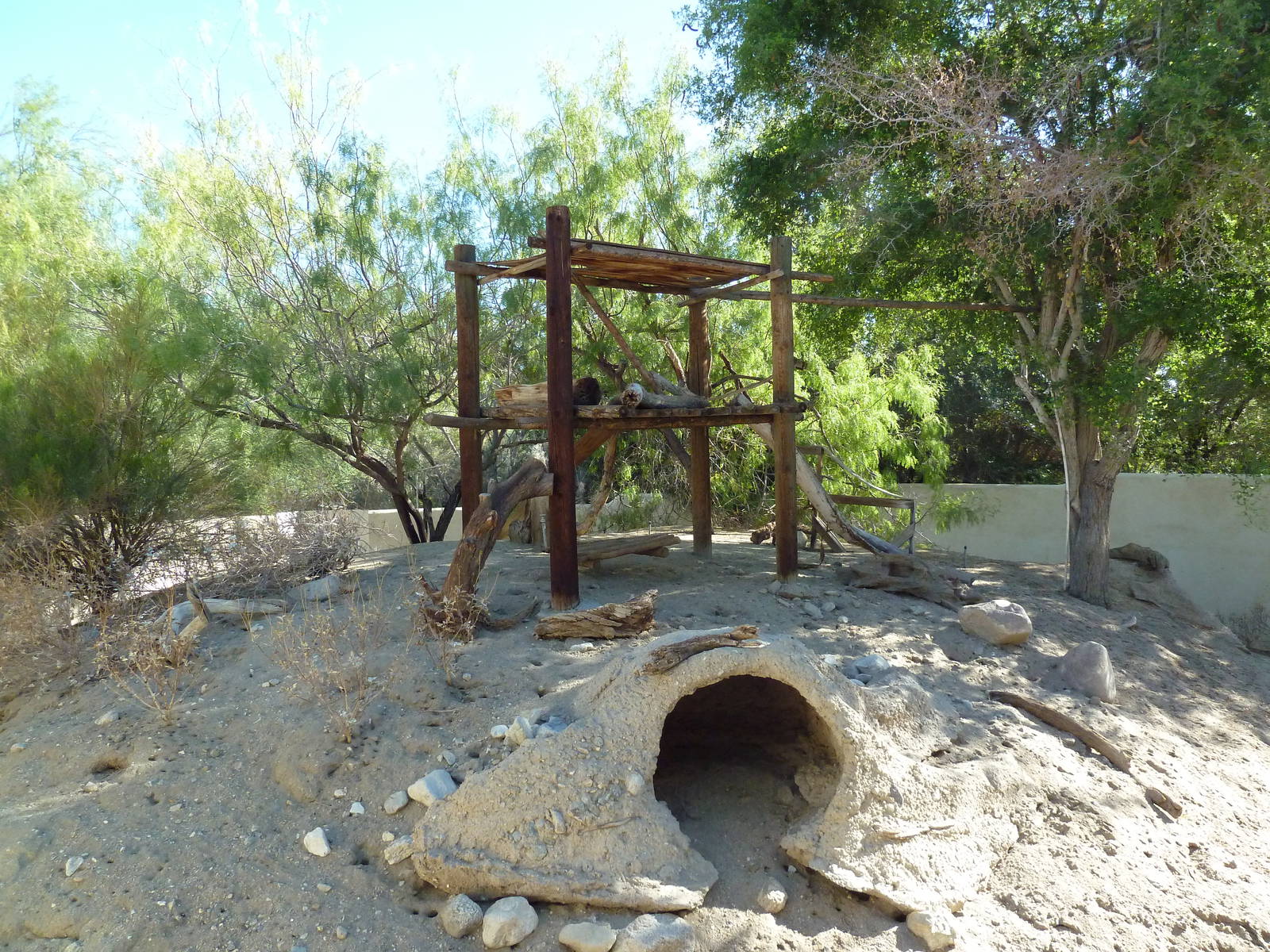 White-Nosed Coati Exhibit