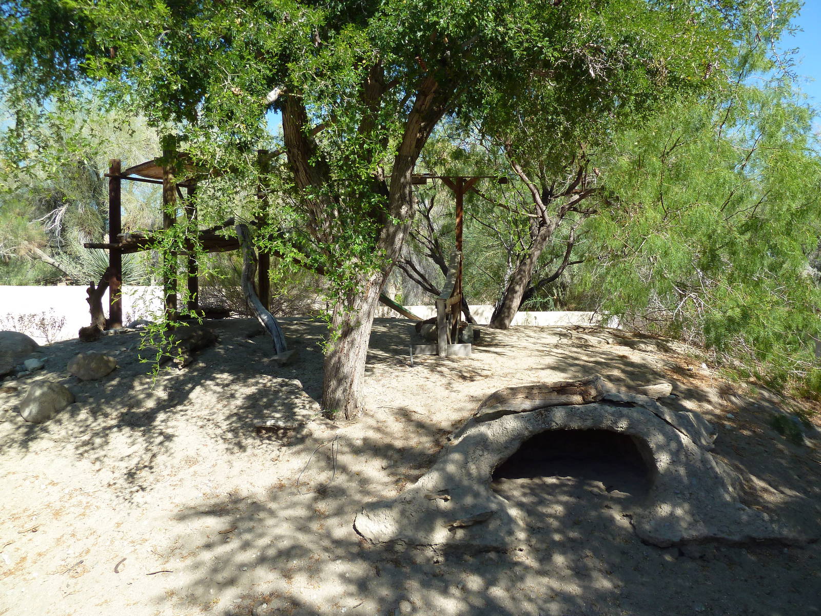 White-Nosed Coati Exhibit