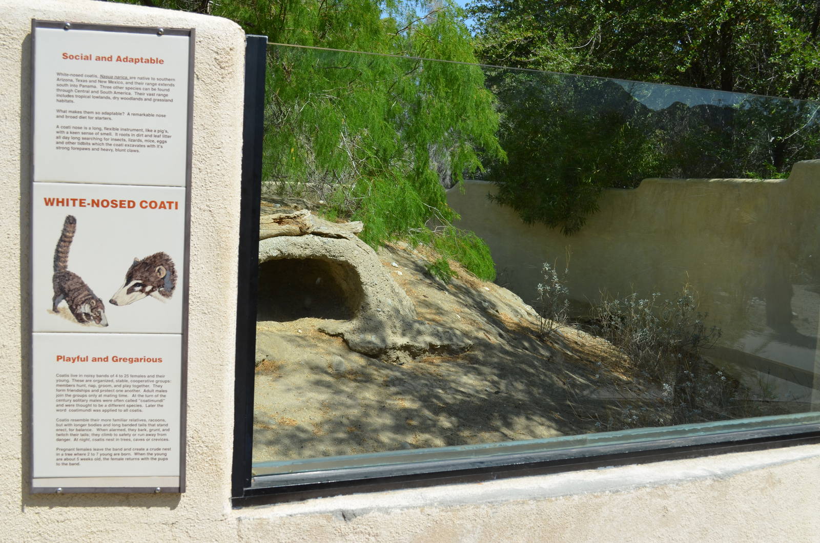 White-nosed Coati Exhibit