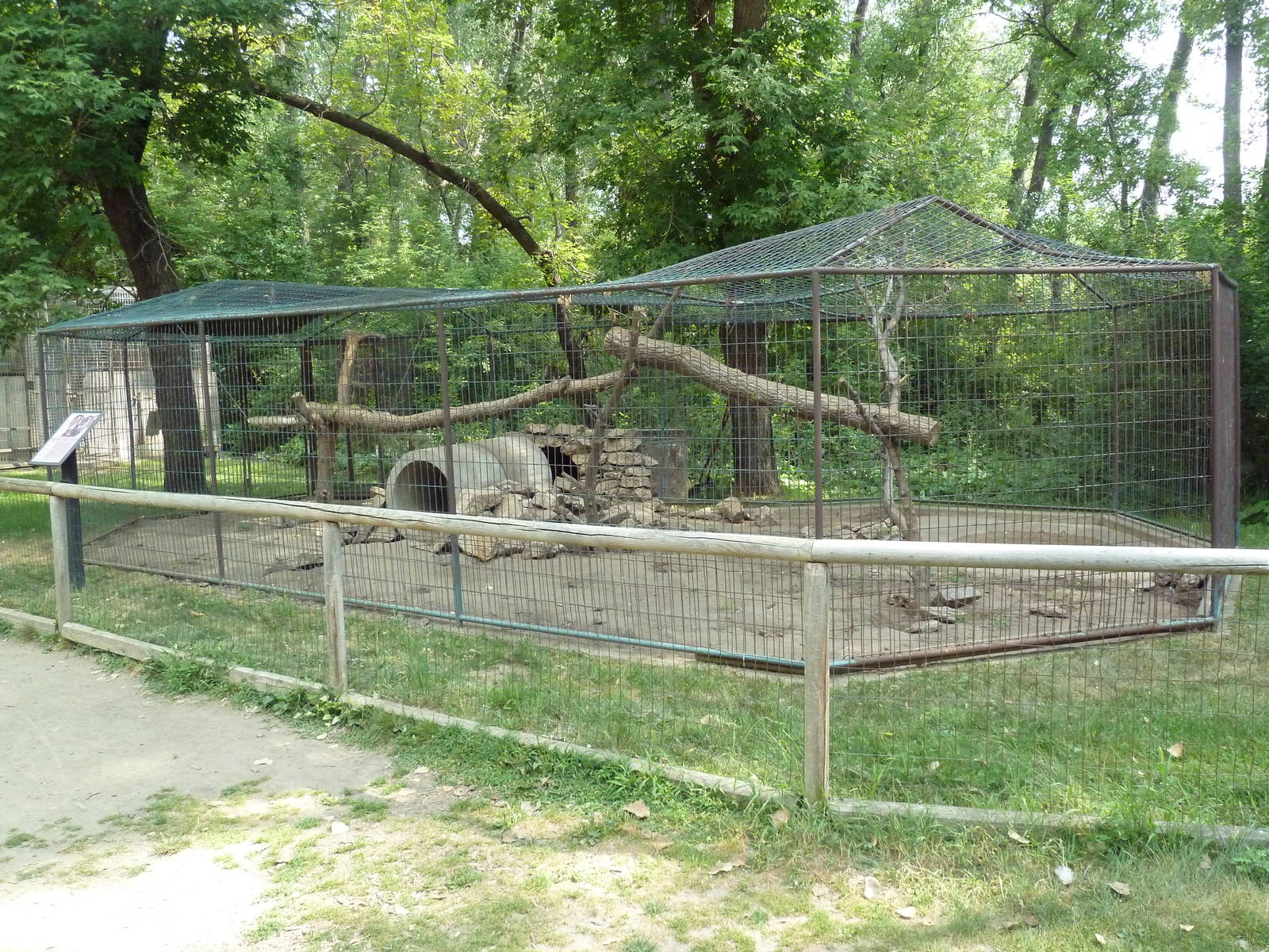 White-Nosed Coati Exhibit