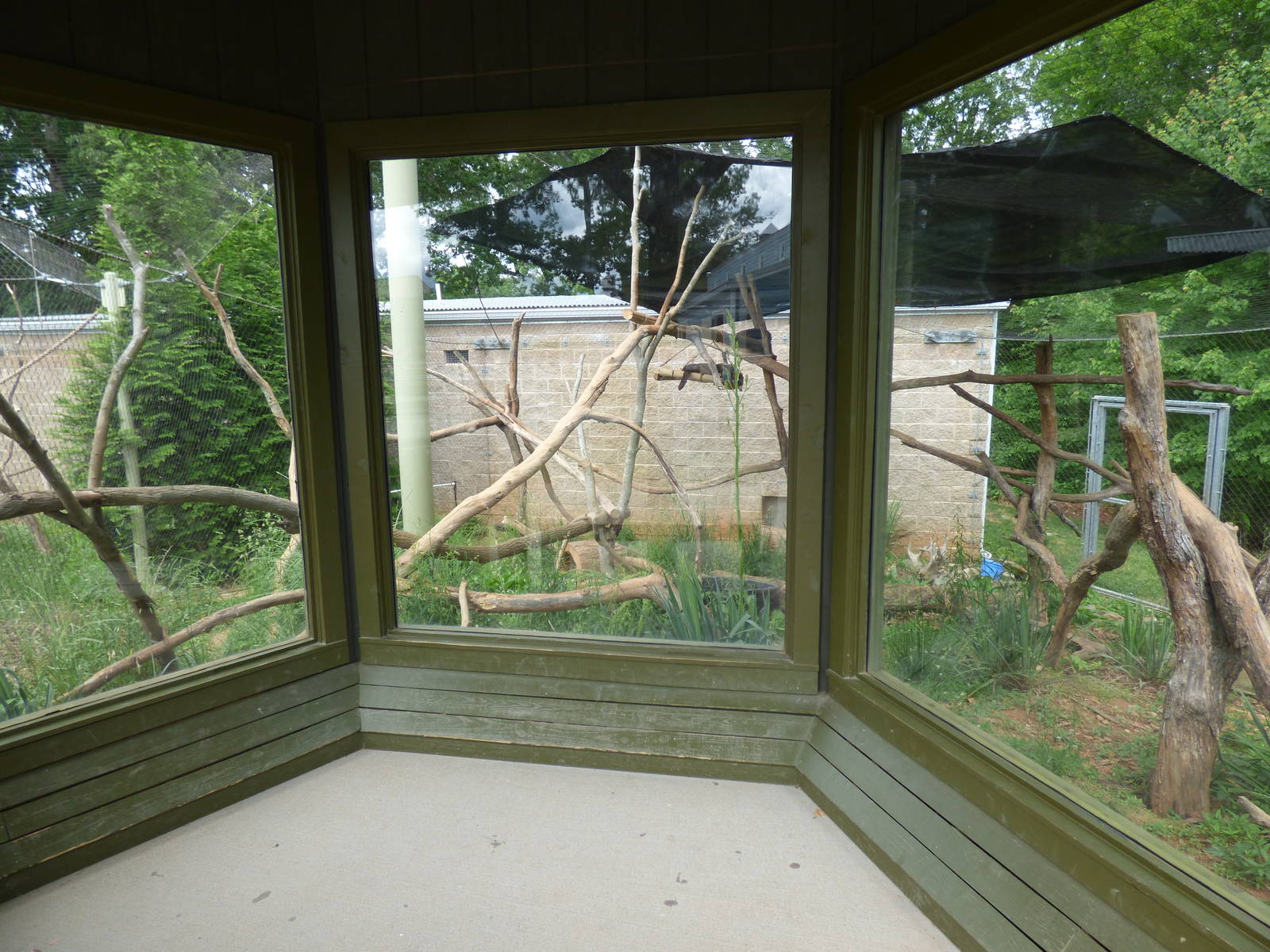 White Nosed Coati Exhibit