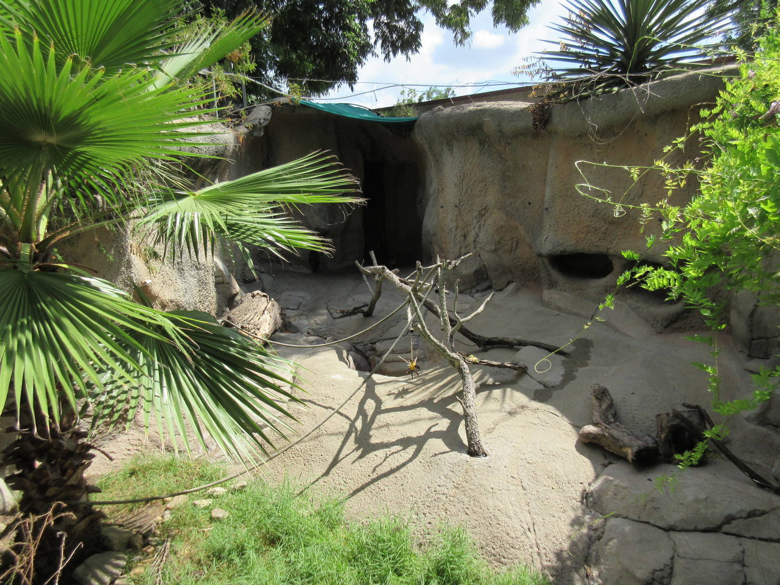 White-Nosed Coati Exhibit