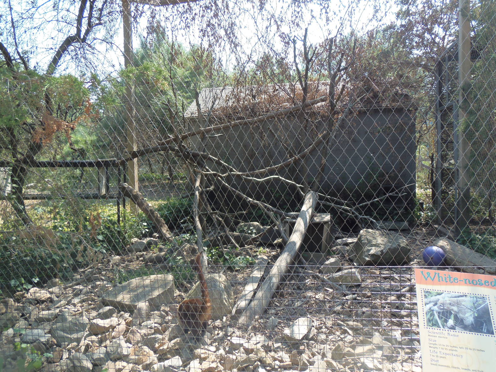 White-Nosed Coati Exhibit