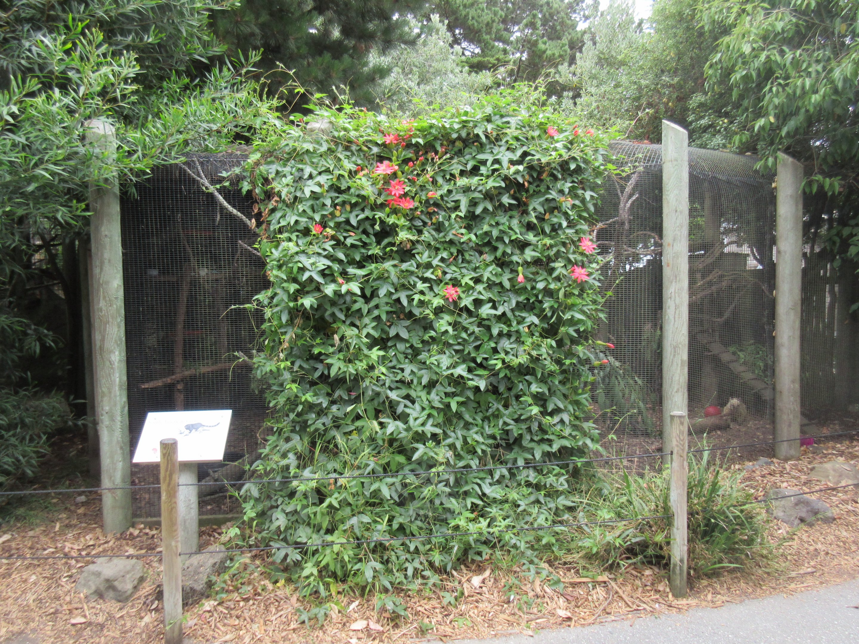 White-Nosed Coati Exhibit