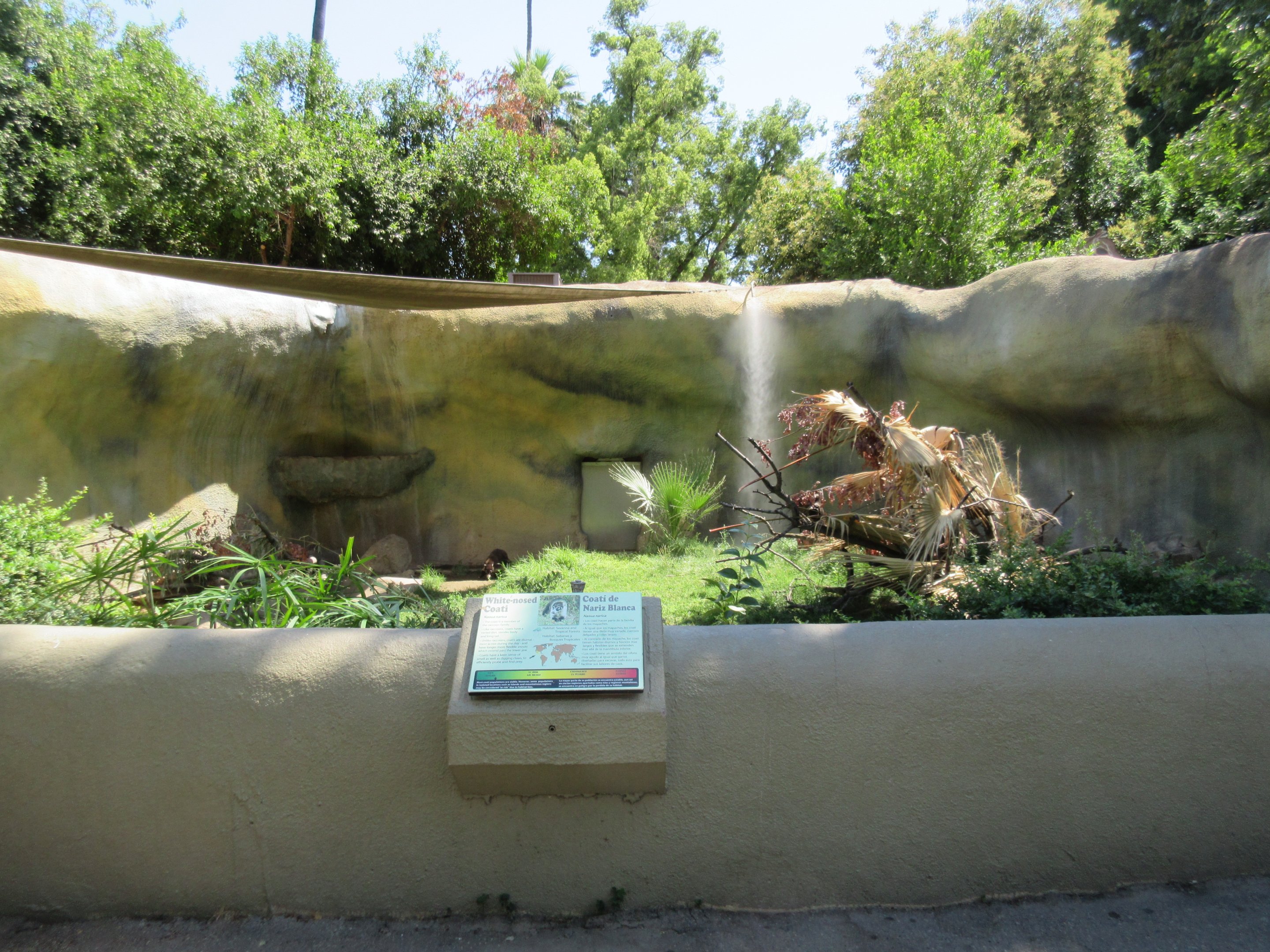 White-Nosed Coati Exhibit