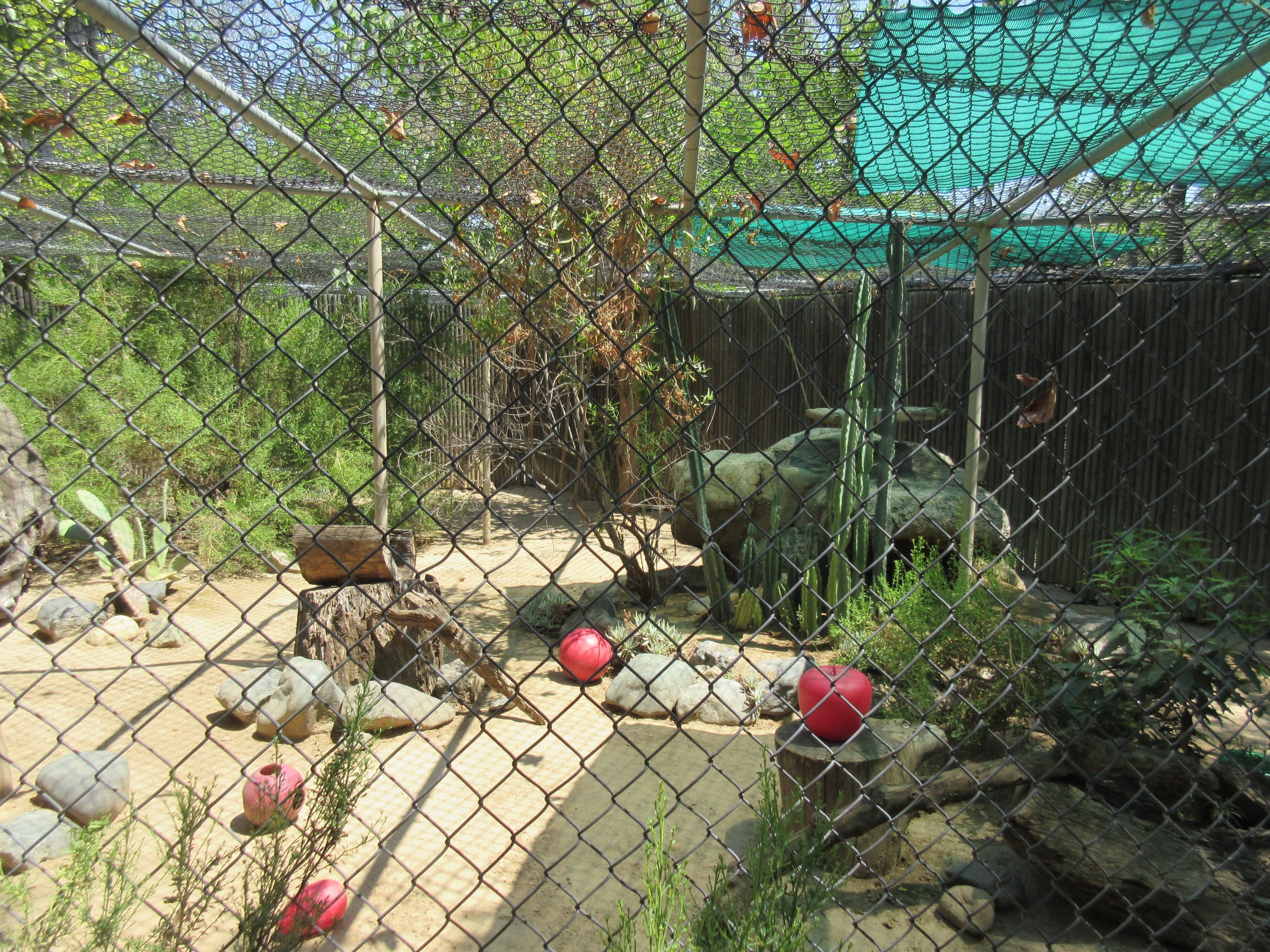 White-Nosed Coati Exhibit