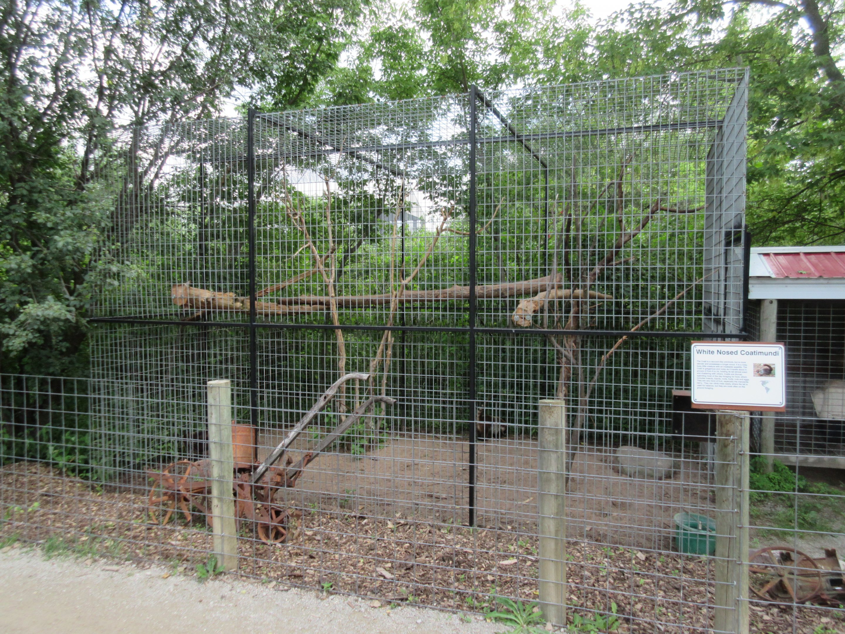 White-nosed Coati Exhibit