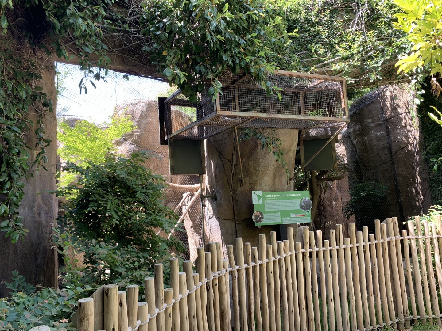 White-nosed coati exhibit