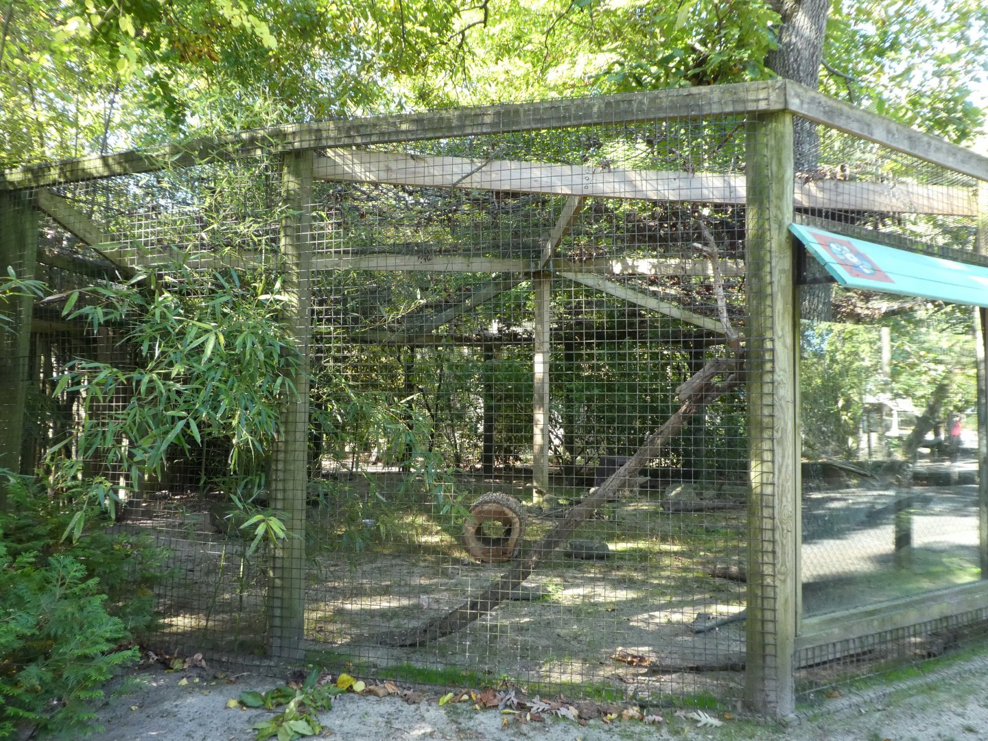 White-nosed Coati Exhibit