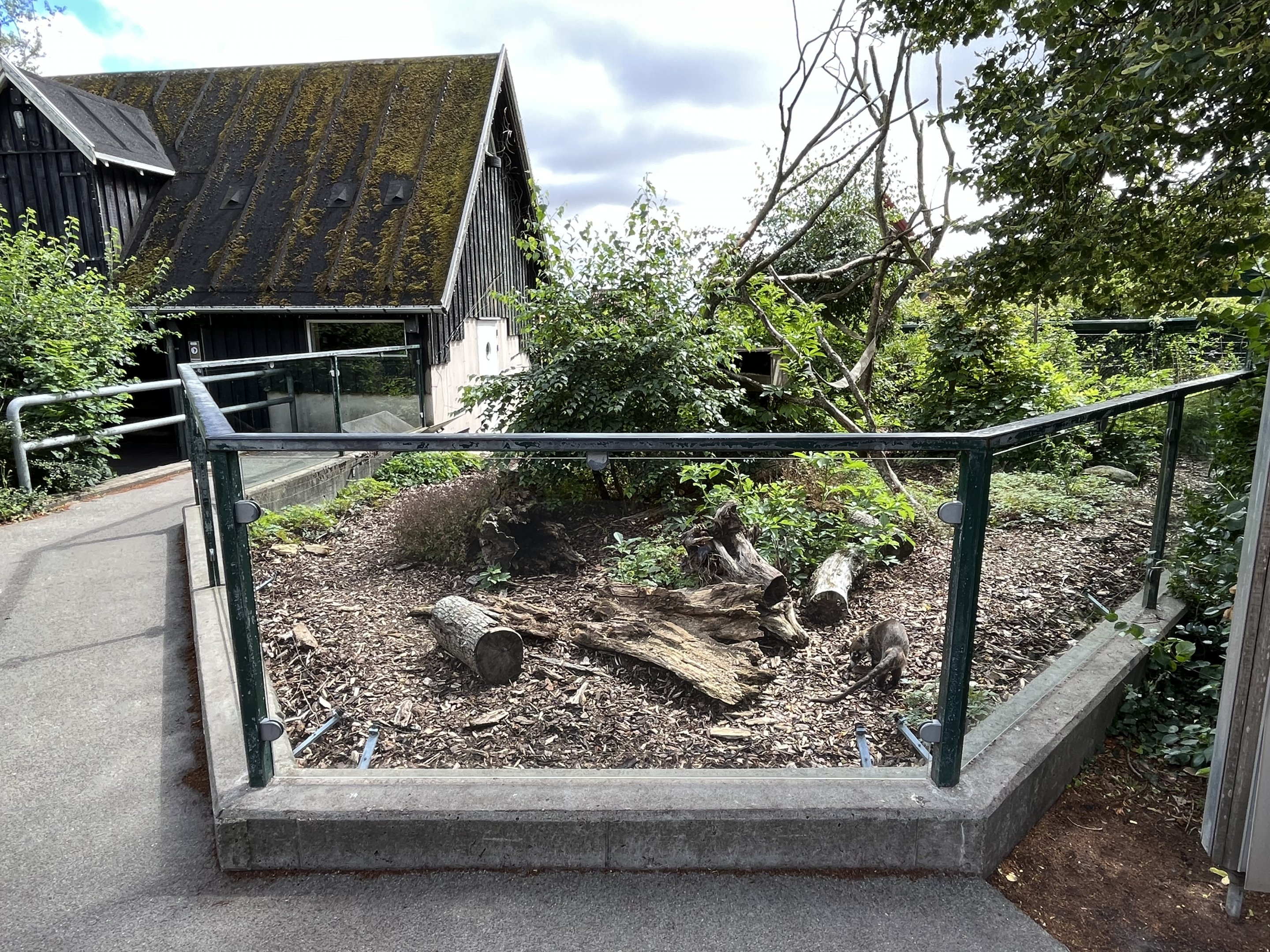 White-nosed Coati Exhibit