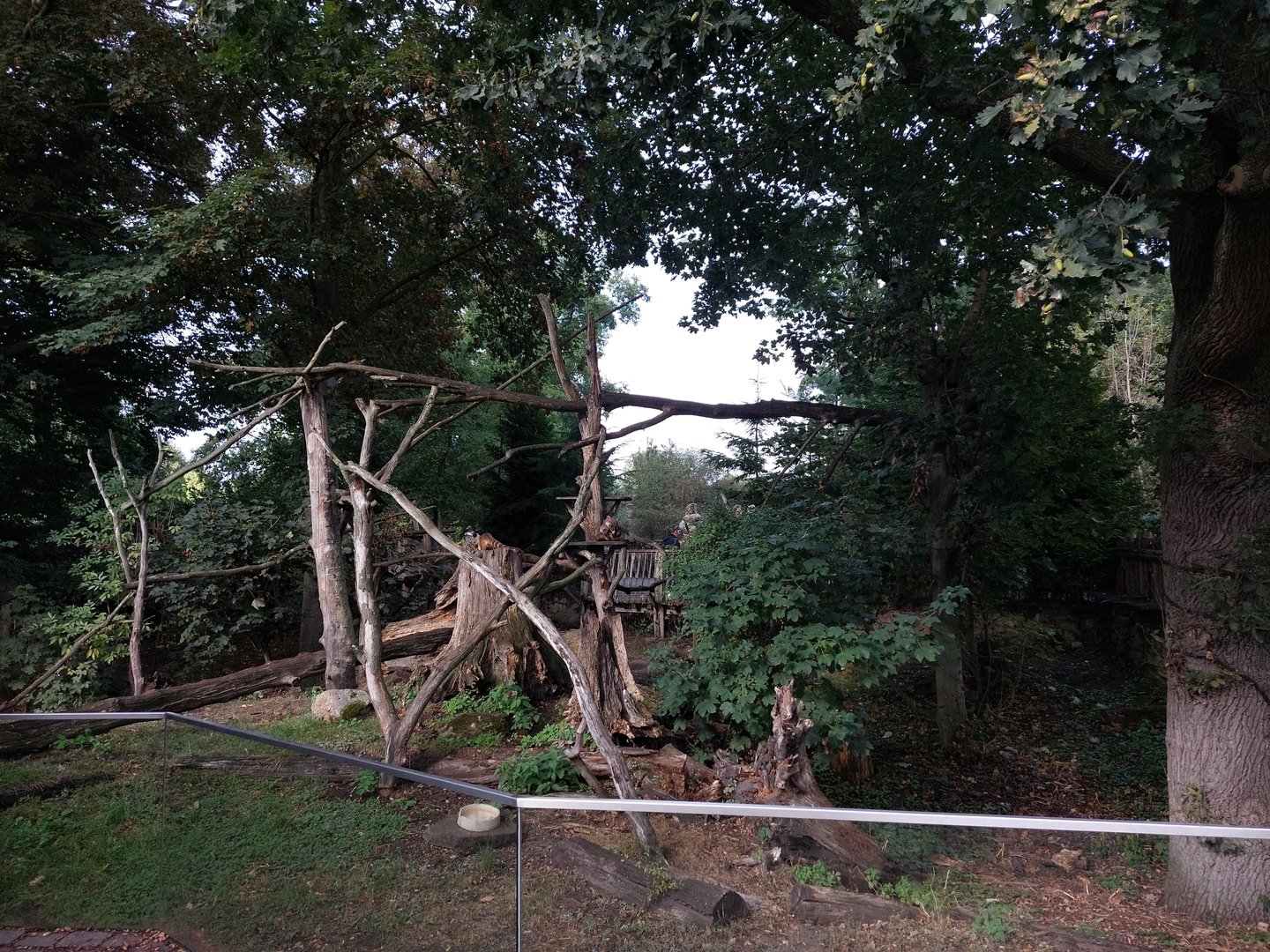 White-nosed coati exhibit