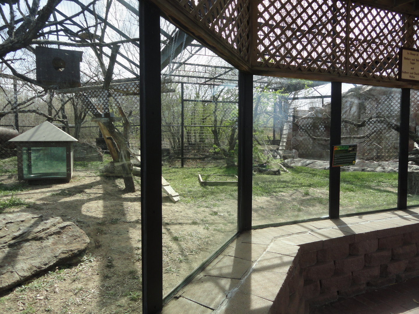 White-nosed Coati Exhibit