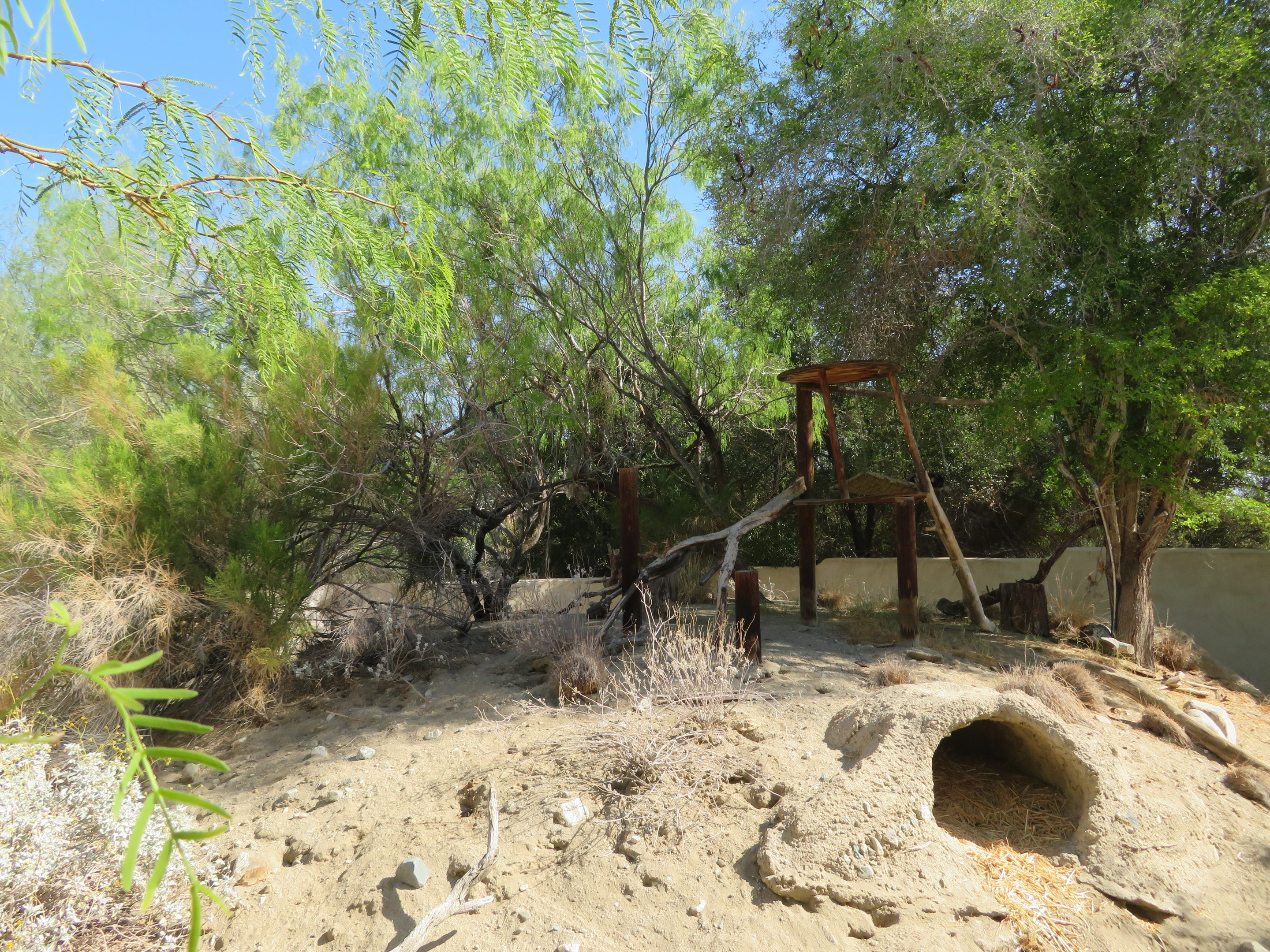 White-nosed Coati Exhibit