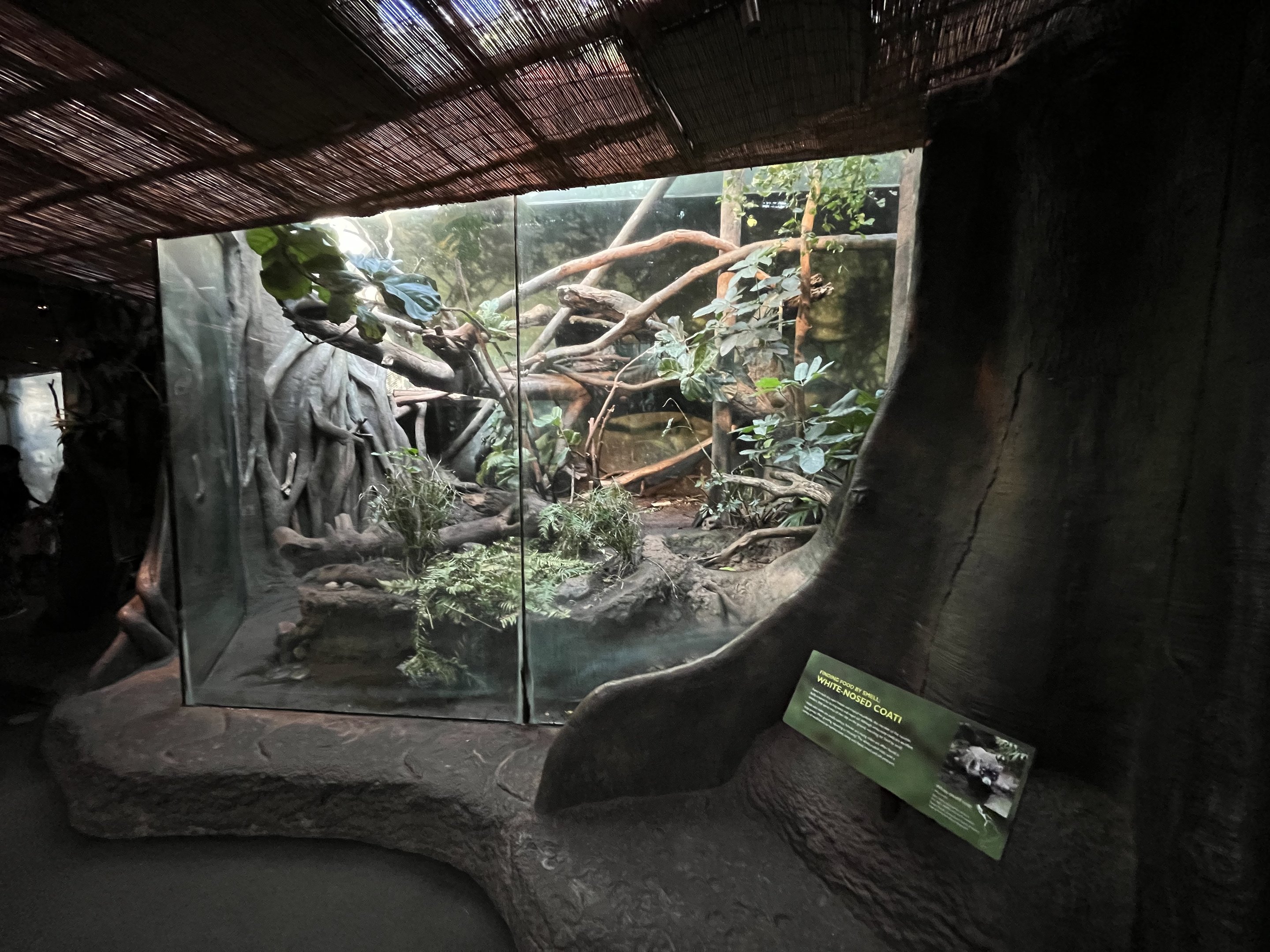 White-nosed Coati Exhibit