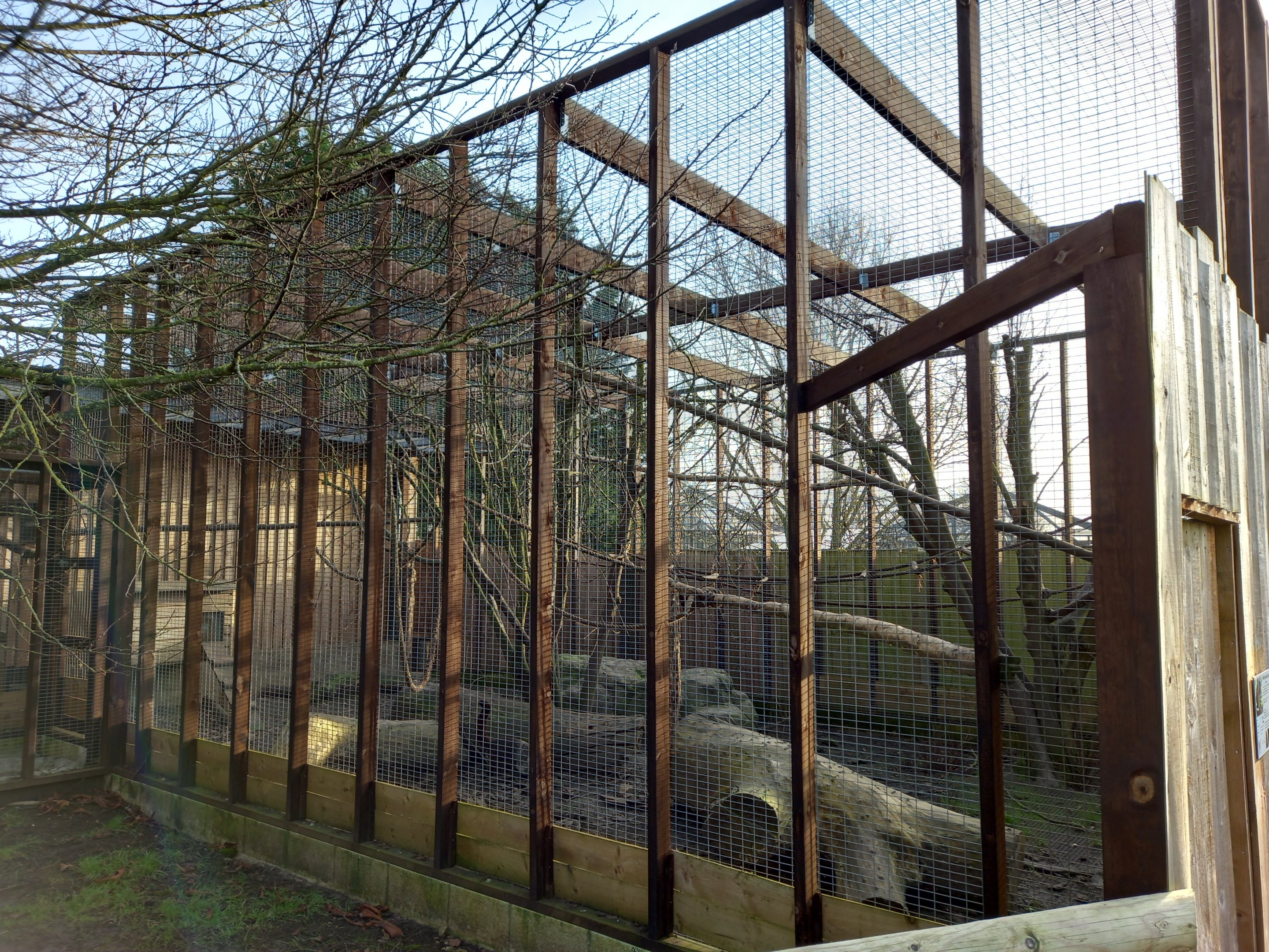 White-nosed Coati exhibit