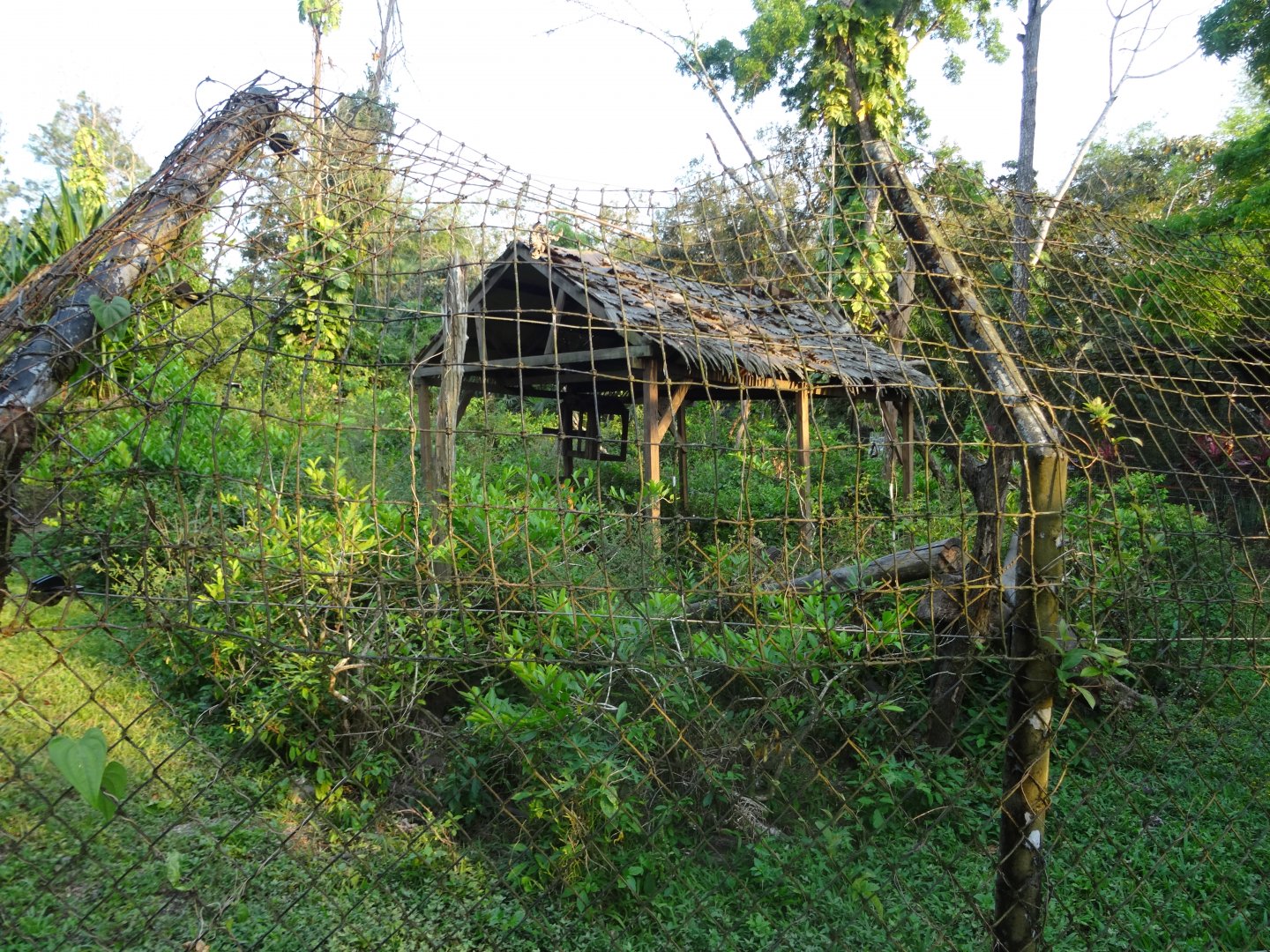 White-Nosed Coati Exhibit