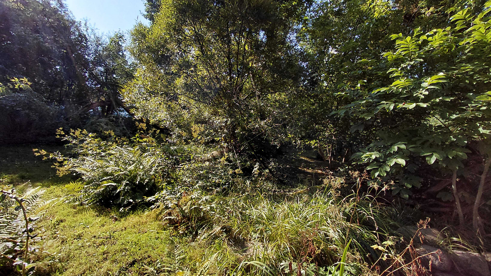 White-nosed coati exhibit