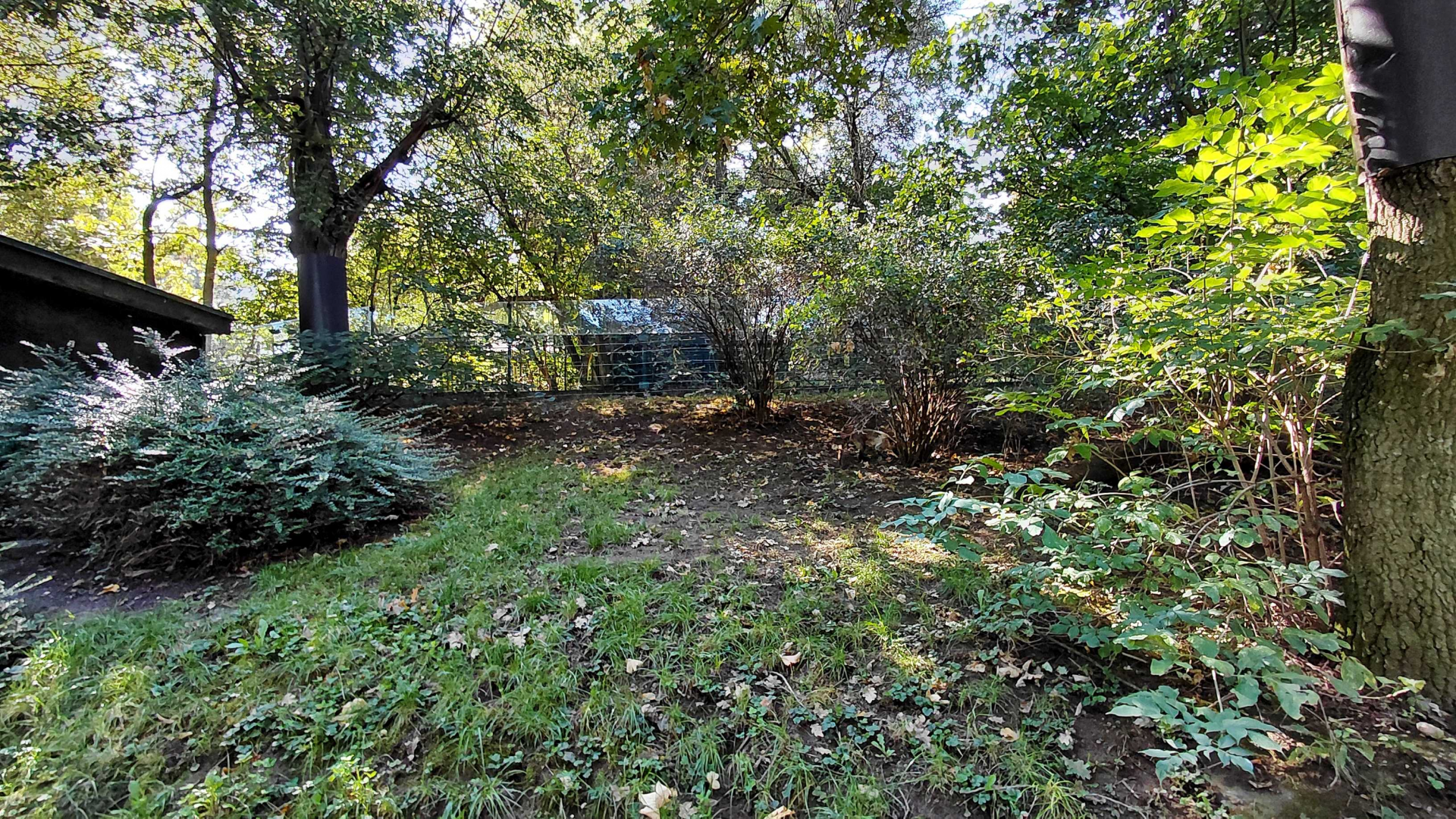White-nosed coati exhibit