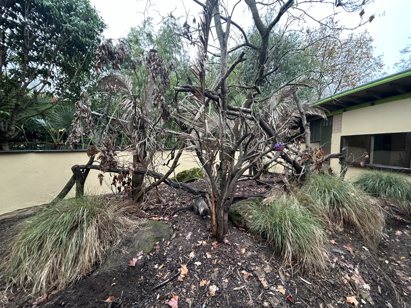 White-nosed Coati Exhibit