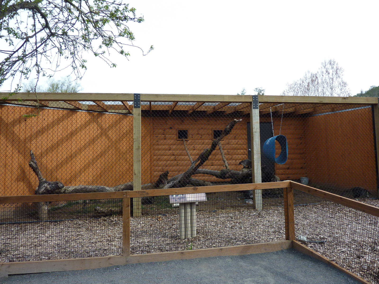 White-Nosed Coati Exhibit